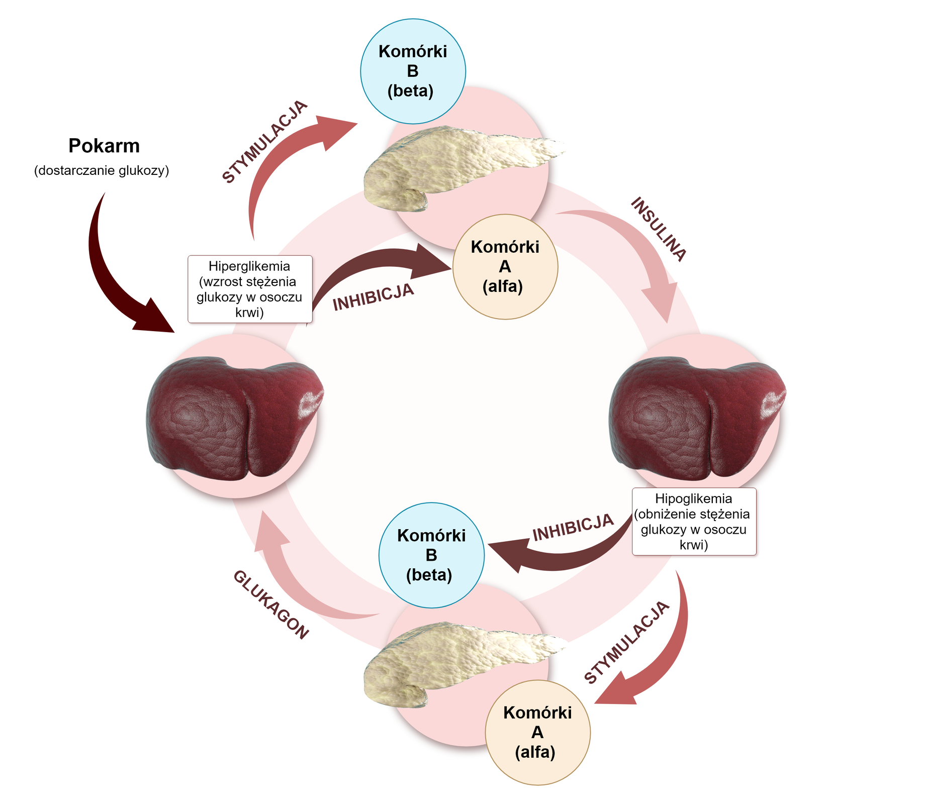 Grafika przedstawia schemat regulacji stężenia glikemii w organizmie. Cykl rozpoczyna się od spożycia pokarmu, który dostarcza glukozę do organizmu. Dochodzi do wzrostu jej stężenia w osoczu krwi – hiperglikemii. W jej wyniku dochodzi do stymulacji komórek beta trzustki oraz inhibicji komórek alfa. W wyniku stymulacji dochodzi do wyrzutu insuliny, która zwiększa transport glukozy do wątroby, co prowadzi do obniżenia stężenia glukozy w osoczu krwi (hipoglikemii). W wyniku tego spadku dochodzi do inhibicji komórek beta oraz stymulacji komórek alfa trzustki. Wskutek tych procesów zwiększa się produkcja glukagonu. Glukagon powoduje uwolnienie zapasów glukozy z wątroby i wyrównanie jej stężenia we krwi.