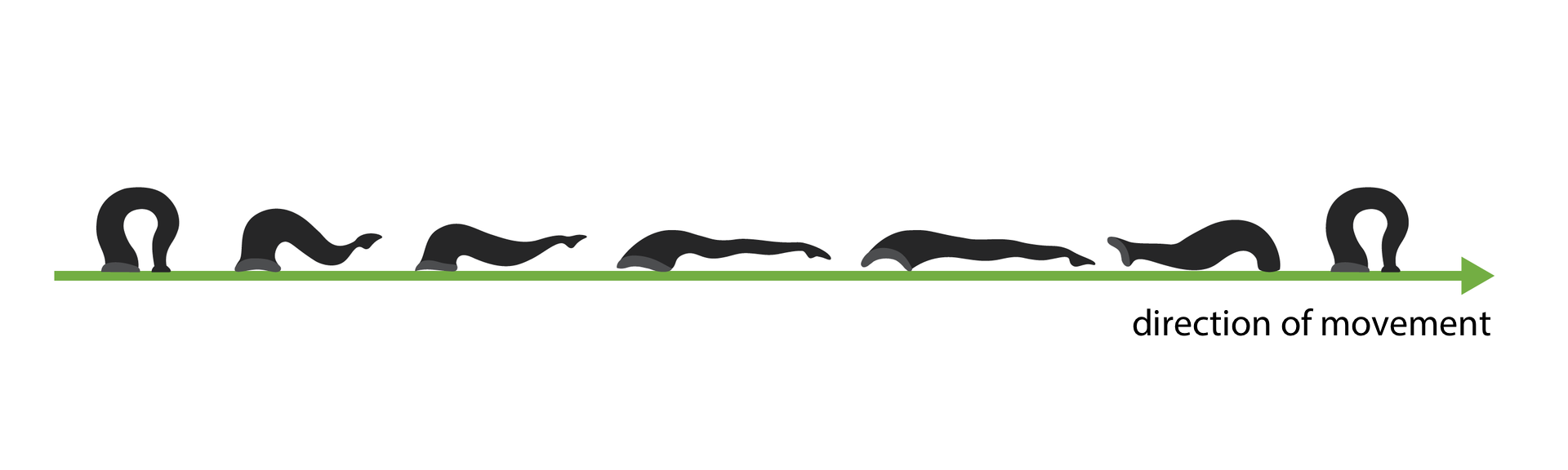 Ilustracja przedstawia czarne sylwetki pijawki na zielonej strzałce, oznaczającej kierunek ruchu. Na początku i na końcu pijawka jest wygięta w łuk. Kolejne sylwetki pijawki obrazują kolejne fazy przemieszczania się. Pod strzałką po prawej jest podpis: direction of movement