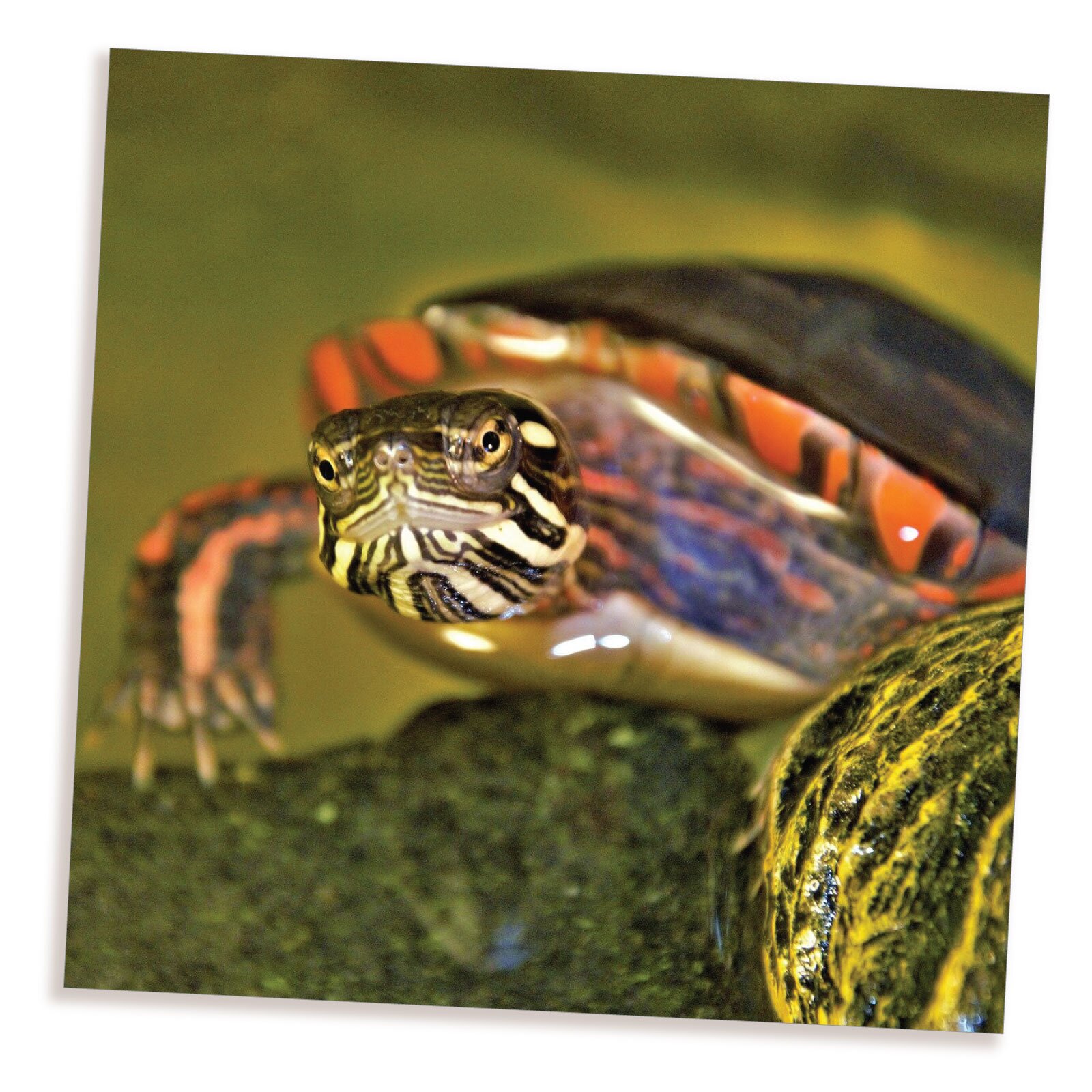 Żółw żółto‑zielono‑biało‑czerwony na kamieniach w wodzie.