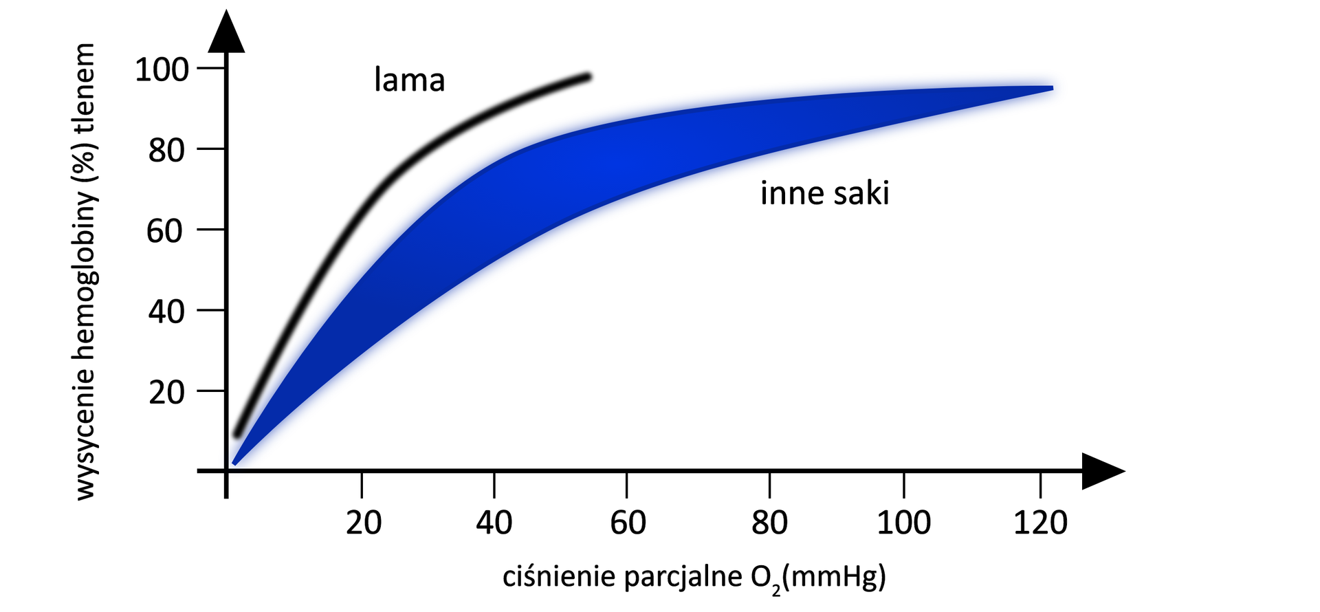 Wykres przedstawia procentowe wysycenie hemoglobiny tlenem dla lam i innych ssaków. Zobrazowano, że hemoglobina lam wykazuje większe powinowactwo do tlenu niż hemoglobina innych ssaków. Lamy żyją w wysokich partiach gór, gdzie jest niskie ciśnienie parcjalne tlenu, dlatego ich hemoglobina wykazuje większe powinowactwo do tlenu niż hemoglobina ssaków żyjących na nizinach, w warunkach większego ciśnienia parcjalnego tlenu. Większe powinowactwo pozwala na wiązanie większych ilości tlenu.