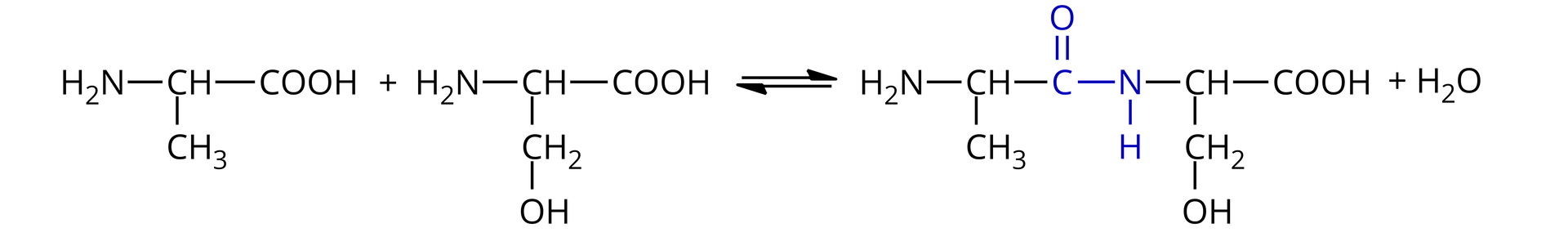 Ilustracja przedstawiająca równanie reakcji kondensacji pomiędzy cząsteczką alaniny i seryny. Cząsteczka alaniny zbudowana z grupy CH podstawionej grupą metylową CH3, grupą aminową NH2 oraz grupą karboksylową <math aria‑label="C O O H">COOH. Dodać cząsteczkę seryny zbudowaną z grupy CH podstawionej grupą aminową NH2, grupą karboksylową <math aria‑label="C O O H">COOH oraz grupą metylenową CH2, która to łączy się z grupą hydroksylową OH. Strzałka w prawo, strzałka w lewo, za strzałkami cząsteczka peptydu alaniloseryny, która to zbudowana jest z grupy metylowej CH3 związanej z grupą CH, która to podstawiona jest grupą aminową NH2 oraz związana z atomem węgla połączonym za pomocą wiązania podwójnego z atomem tlenu oraz za pomocą wiązania pojedynczego z grupą NH, która to łączy się z grupą CH podstawioną grupą karboksylową <math aria‑label="C O O H">COOH oraz grupą metylenową CH2, która to łączy się z grupą hydroksylową OH. Dodać cząsteczkę wody. Wiązanie peptydowe wraz z atomami w jego obrębie zaznaczono na niebiesko, to jest wiązanie pomiędzy atomem węgla połączonym za pomocą wiązania podwójnego z atomem tlenu oraz za pomocą wiązania pojedynczego z grupą NH.