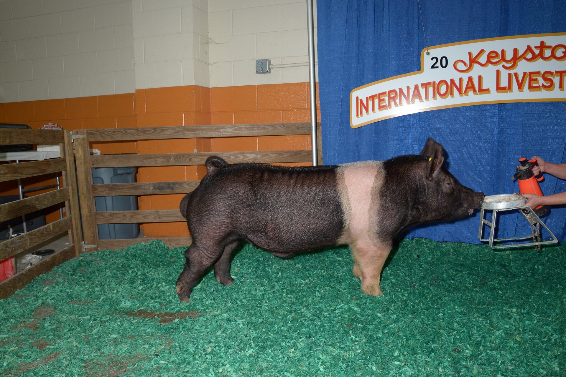 Na zdjęciu widoczny jest knur rasy Hampshire. Ma czarne umaszczenie z jaśniejszym pasem na tułowiu i przednich nogach.  Ciało jest masywne, dobrze umięśnione, a nogi są krótkie i mocne.
