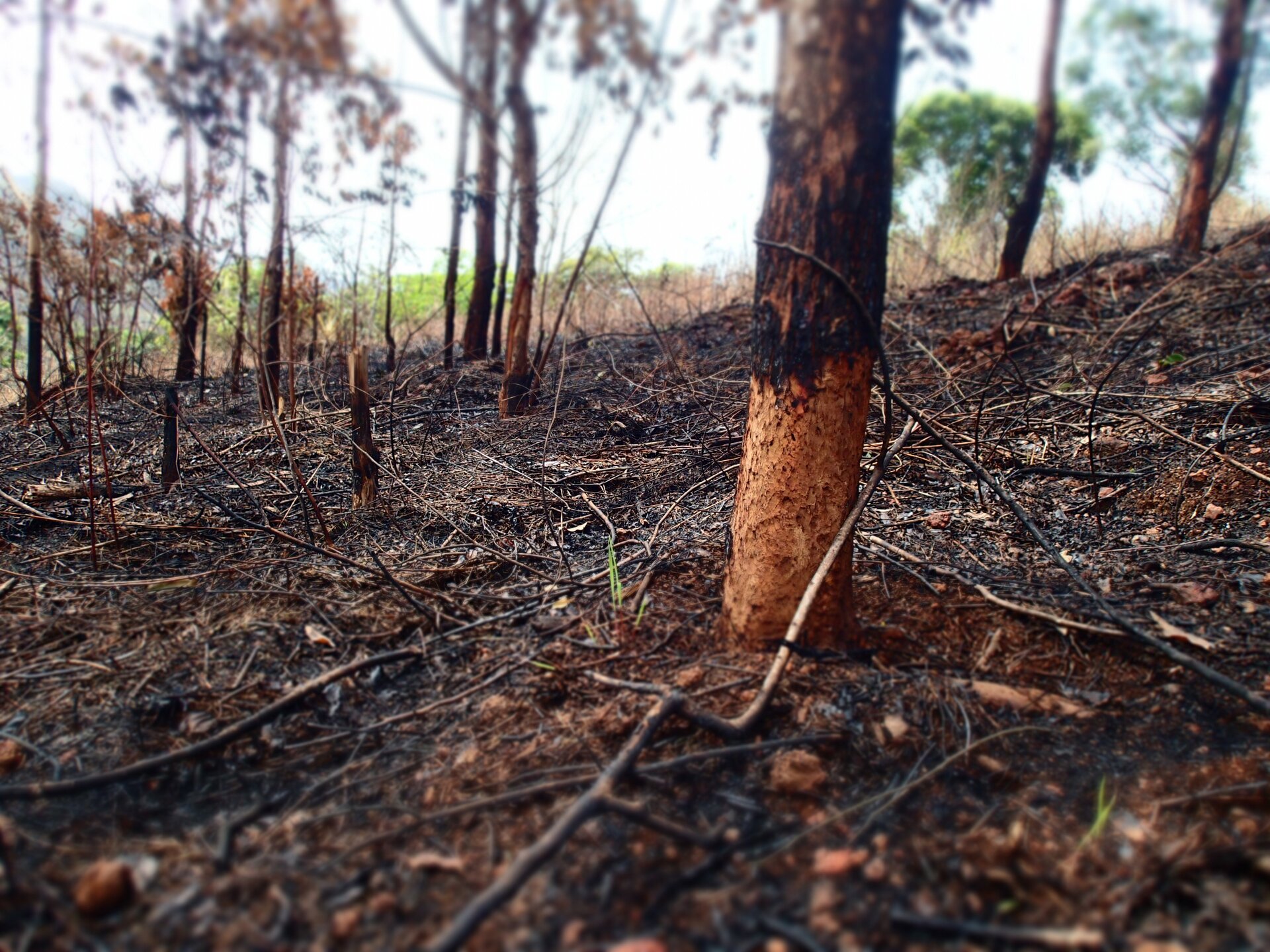 Zbliżenie na spaloną ściółkę leśną oraz nadpaloną dolną część pnia drzewa. W pojedynczych miejscach wyrastają drobne zielone rośliny.