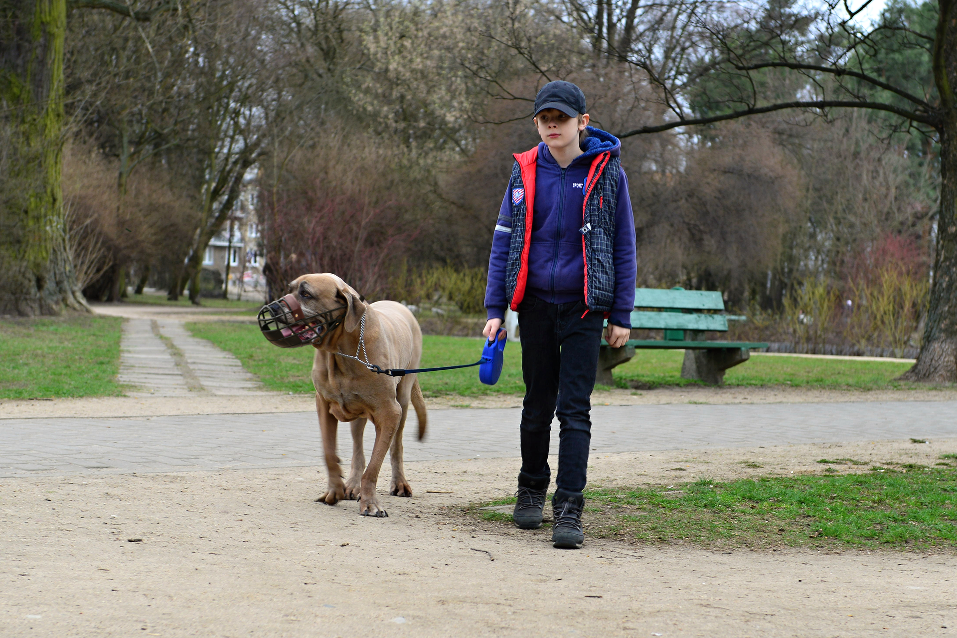 Zdjęcie prezentuje dużego psa o brązowej sierści i oklapniętych uszach, z nałożonym na pysk kagańcem. Jest prowadzony na smyczy przez chłopca. W tle znajduje się ścieżka oraz park z wysokimi drzewami i krzewami.