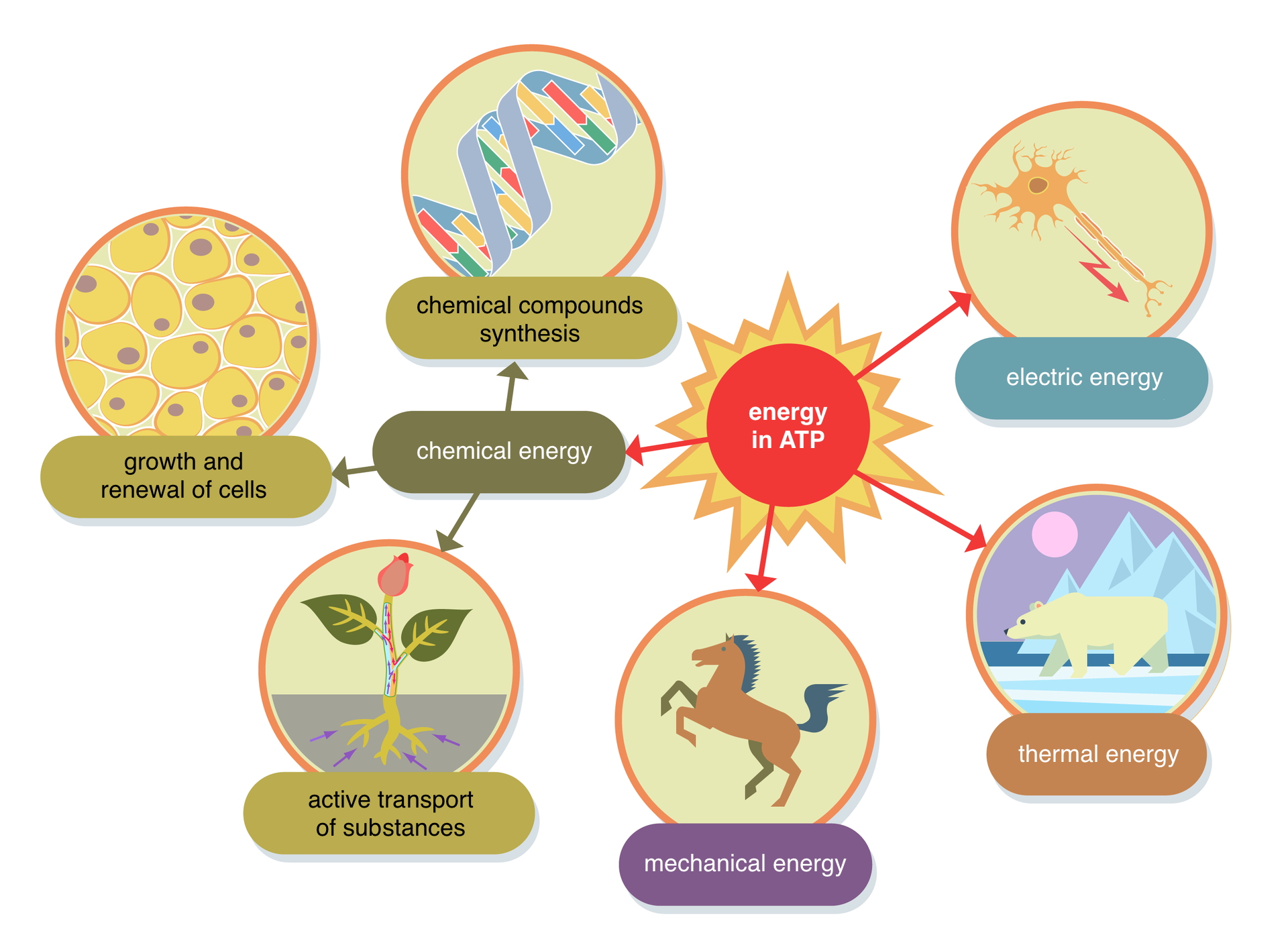 Schemat przedstawia obieg energii wykorzystywanej przez organizmy. W centrum schematu zawarte są dwa rodzaje energii: chemiczna energia, chemical energy oraz energia w ATP, energy in ATP. Od energii w ATP idzie strzałka do energii chemicznej. Oprócz tego od energii w ATP strzałki idą w kierunkach: 1 energii elektrycznej, electric energy, grafika komórki nerwowej 2 energii termicznej, thermal energy, grafika niedźwiedzia polarnego, 3 mechanicznej energii, mechanical energy, grafika konia. Natomiast od energii chemicznej strzałki idą w kierunkach: 1 syntezy związków chemicznych, chemical compounds synthesis, grafika nici DNA, 2 wzrostu i odnowy komórek, growth and renewal of cells, grafika komórek z jądrami komórkowymi, 3 aktywny transport substancji, active transport of substances, grafika transportu substancji pobieranych przez roślinę z gleby