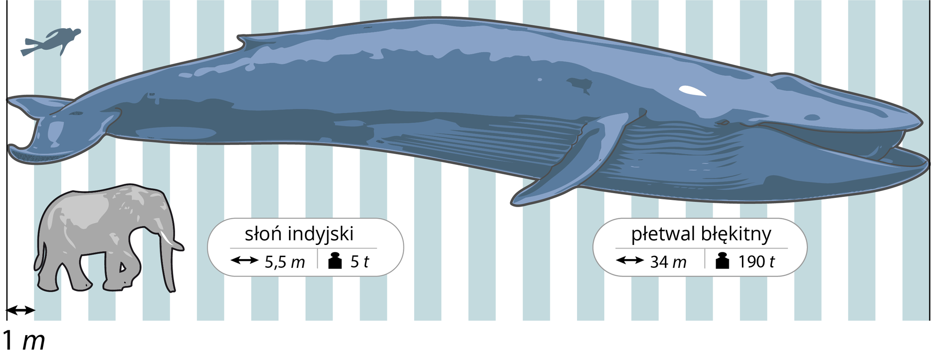 Ilustracja przedstawia na tle biało‑błękitnych pasów trzy sylwetki w celu porównania ich wielkości. Każdy pas ma szerokość jednego metra. Na środku poziomo wielki, wydłużony płetwal błękitny. Ma od długość 34 metrów oraz waży 190 ton. W lewym górnym rogu znajduje się granatowa sylwetka nurka. Ma on niecałe dwa metry. W lewym dolnym rogu znajduje się szara sylwetka słonia indyjskiego. Ma on pięć i pół metra, a waży pięć ton.