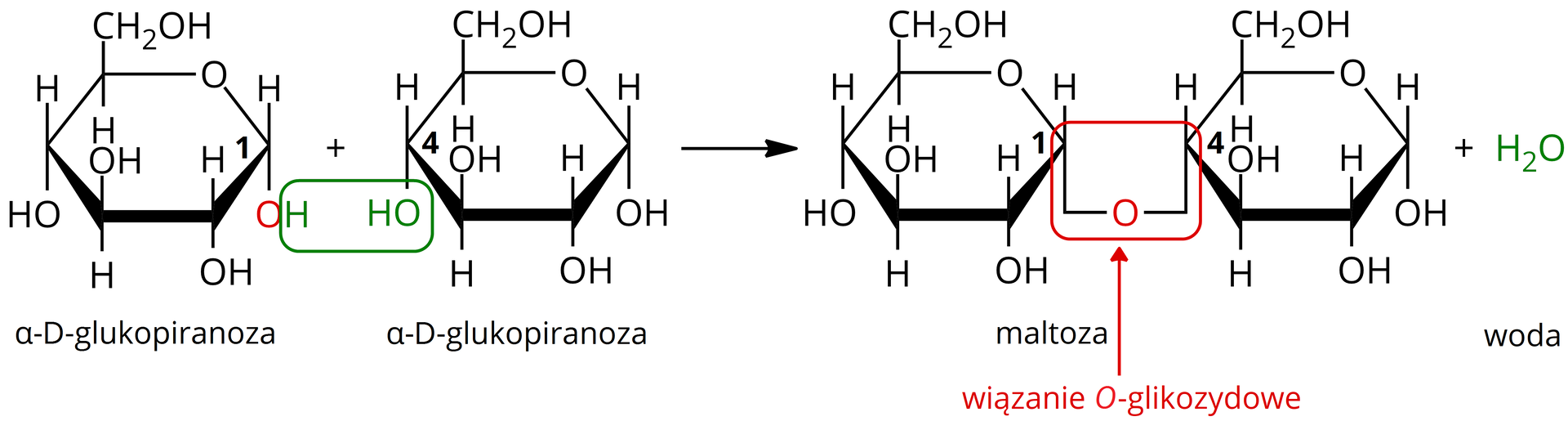 Ilustracja przedstawiająca równanie reakcji, w której powstaje wiązanie O-glikozydowe pomiędzy dwiema cząsteczkami alfa‑D-glukopiranozy, prowadząc do utworzenia cząsteczek maltozy i wody.  Struktura alfa‑D-glukopiranozy zbudowana jest z sześcioczłonowego pierścienia składającego się z pięciu atomów węgla oraz z jednego atomu tlenu. Przy atomach węgla C 1, C 2 oraz C 4 znajdują się grupy hydroksylowe OH wychodzą za płaszczyznę, zaś atomy wodoru przed. Przy węglu C 3 grupa hydroksylowa wychodzi przed płaszczyznę, zaś atom wodoru za. Węgiel C 5 podstawiony jest grupą CH2OH wychodzącą przed płaszczyznę oraz atomem wodoru znajdującym się za płaszczyzną. Obok na schemacie znajduje się druga cząsteczka alfa‑D-glukopiranozy. Zakreślono atom wodoru pochodzący od grupy hydroksylowej OH przy węglu C 1 w pierwszej cząsteczce alfa‑D-glukopiranozy. Atom ten został zakreślony razem z grupą OH znajdującą się przy atomie węgla C 4 w drugiej cząsteczce alfa‑D-glukopiranozy. Strzałka w prawo, za strzałką znajduje się cząsteczka maltozy powstała z dwóch cząsteczek alfa‑D-glukopiranozy połączonych wiązaniem  O‑glikozydowym. Maltoza jest dwucukrem. Jej stukturę stanowi sześcioczłonowy pierścień glukozy, w którym pierwszy lokant stanowi atom węgla C 1 związany z atomem tlenu wbudowanym w tenże pierścień. Węgiel C 5 zamyka pierścień i łączy się ze wspomnianym atomem tlenu oraz węglem C 6, niewbudowanym w pierścień. Od węgla C 1 odchodzi w dół wiązanie łączące go z atomem tlenu, który to łączy się z węglem C4 drugiego pierścienia D‑glukozy. Od węgli C 2 oraz C 4 pierwszej reszty glukozy odchodzą do dołu grupy hydroksylowe OH, zaś do góry od grupy C 3, grupa hydroksylowa odchodzi również od węgla C6, który to znajduje się przed płaszczyzną (u góry). Drugi pierścień to również cząsteczka D‑glukozy, którą stanowi sześcioczłonowy pierścień, który tworzą atomy węgla C 1, C 2, C 3, C 4 oraz C 5, a także atom tlenu połączony z węglami o lokancie pierwszym i piątym. Od węgli C 1 oraz C 2 odchodzą w dół grupy hydroksylowe, od węgla C 3 grupa hydroksylowa odchodzi w górę, to jest przed płaszczyznę. Węgiel C 4 łączy się wiązaniem skierowanym za płaszczyznę z atomem tlenu łączącym go z węglem C 1 pierwszego pierścienia. Od węgla C 5 do góry odchodzi grupa CH2OH. Dodać cząsteczkę wody H2O.