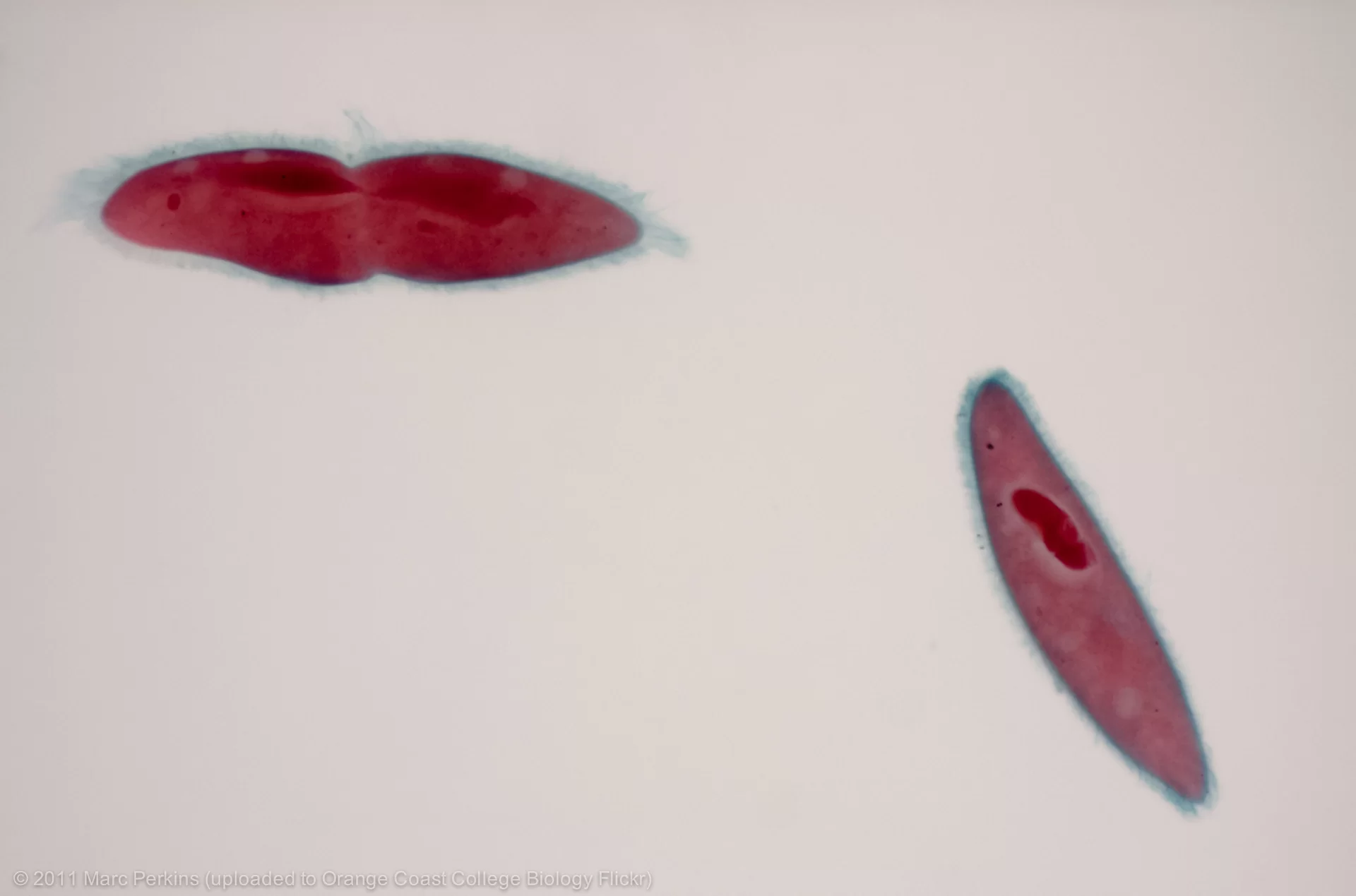 Zdjęcie przedstawia parę pantofelków w podłużnym, przypominającym podeszwę buta kształcie. Oba pantofelki mają czerwony kolor, okalają je niebieskawe rzęski. Jeden z nich jest w trakcie podziału - w środku jego ciała można zauważyć wyraźne przewężenie.  
