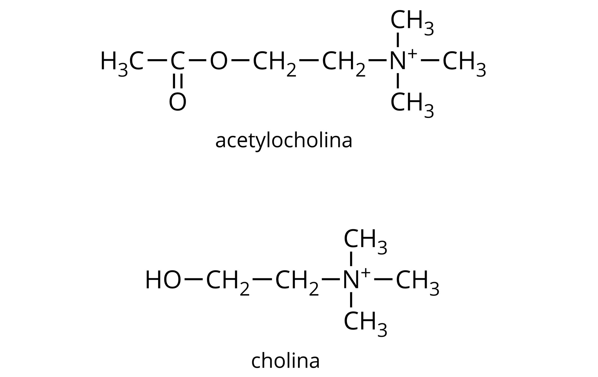 Wzory półstrukturalne acetylocholiny i choliny. Acetylocholina zbudowana jest z atomu azotu obdarzonego ładunkiem dodatnim i połączonego z trzema grupami metylowymi oraz grupa metylenową CH2. Grupa ta łączy się z kolejną grupą CH2 podstawioną atomem tlenu związanym z atomem węgla połączonym za pomocą wiązania podwójnego z atomem tlenu oraz za pomocą wiązana pojedynczego z grupą metylową CH3. Cholina jest z kolei zbudowana z atomu azotu obdarzonego ładunkiem dodatnim i połączonego z trzema grupami metylowymi oraz grupa metylenową CH2. Grupa ta łączy się z kolejną grupą CH2 podstawioną grupą OH.