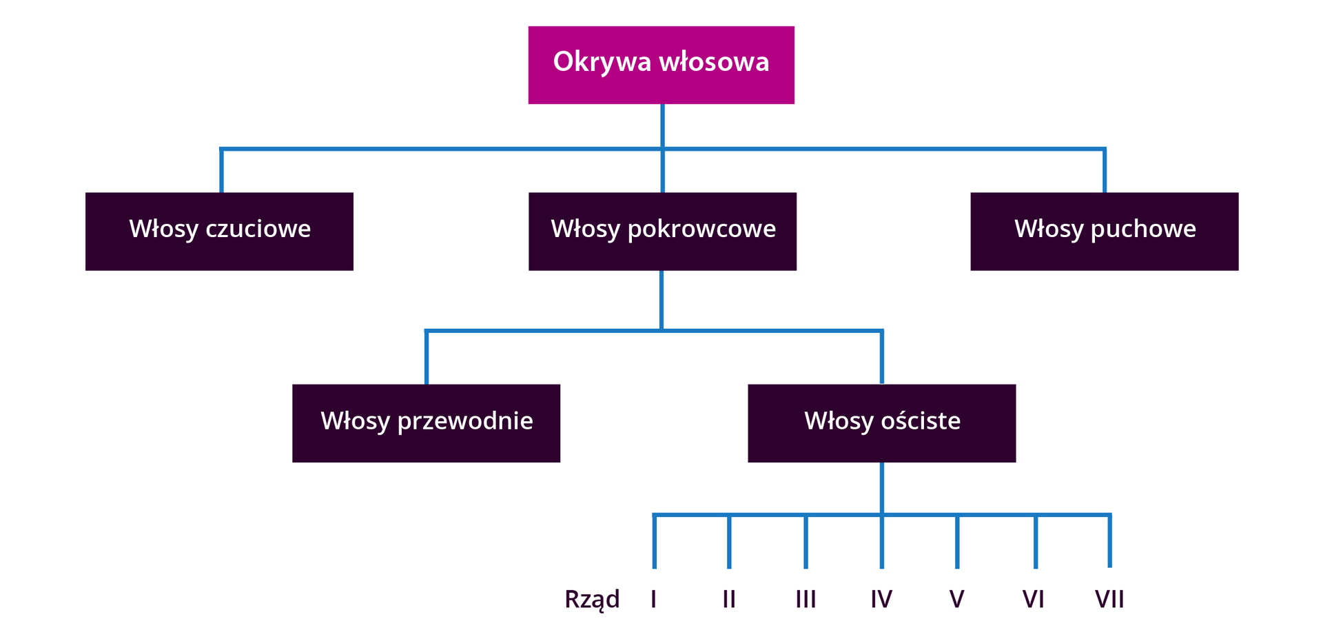 Grafika przedstawia schemat okrywy włosowej skór futrzarskich. W ramkach wymienione są kolejne rodzaje okrywy włosowej. Okrywa włosowa dzieli się na włosy czuciowe, włosy pokrowcowe i włosy puchowe. Włosy pokrowcowe dzielą się na włosy przewodnie i włosy ościste. Włosy ościste dzielą się na rzędy od pierwszego do siódmego. 