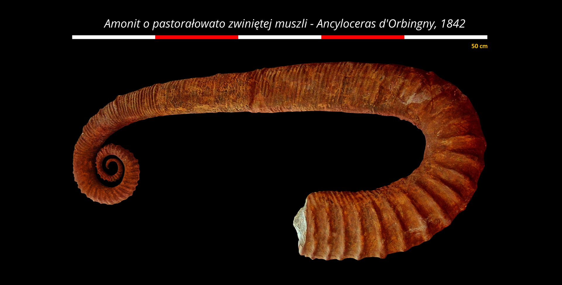 Na zdjęciu amonit o pastorałowato zwiniętej muszli. Kolor brązowy. Ułożony jest poziomo. Na górze podziałka. Amonit ma pół metra długości. Tło zdjęcia czarne. W górnej części grafiki znajduje się tekst: "Amonit o pastorałowo zwiniętej muszli - Ancyloceras d'Orbingny, 1842".