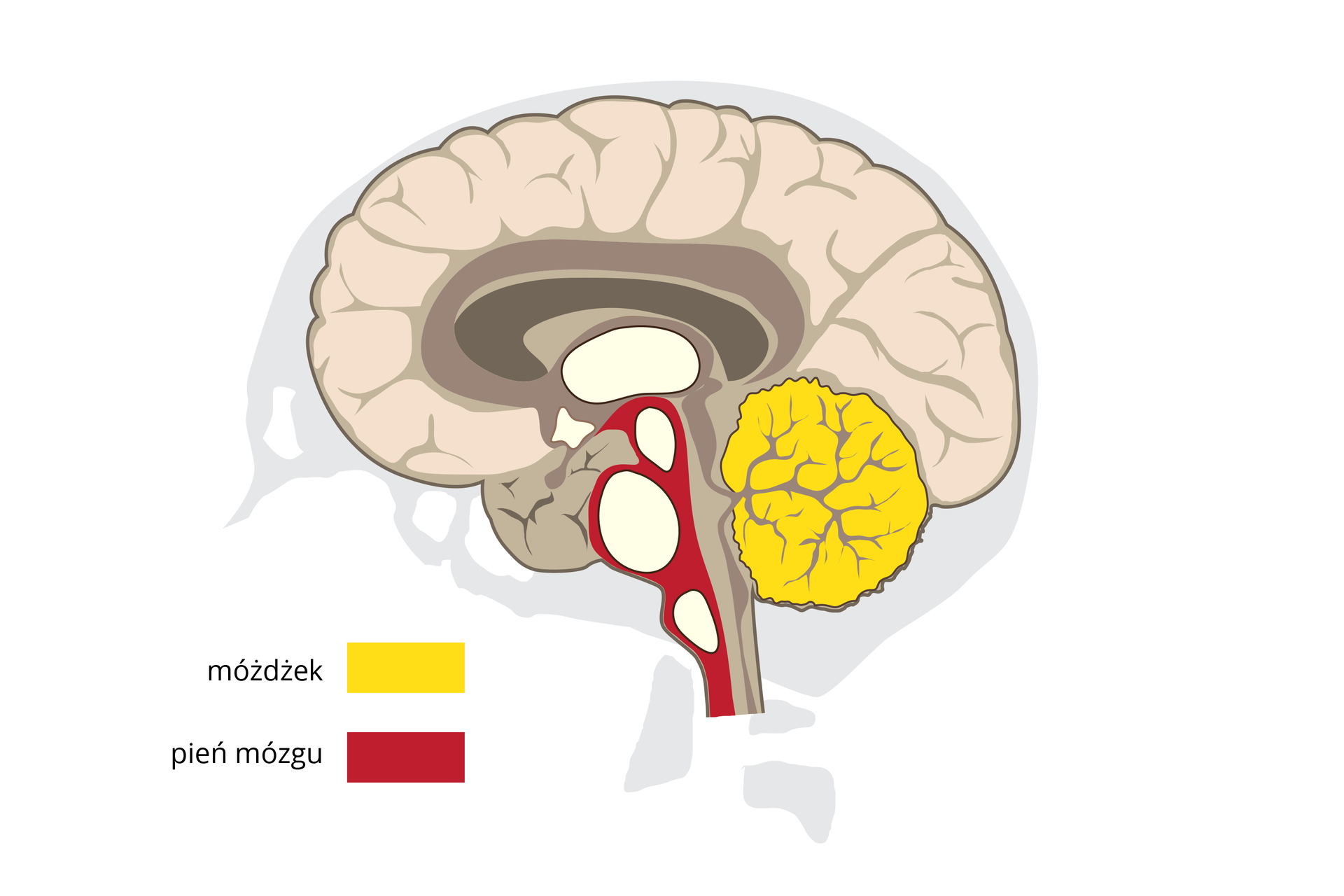 Ilustracja przedstawia mózgowie w przekroju pionowym. U góry kremowe zwoje kory mózgowej. Poniżej, prostopadle przebiega pień mózgu. Jest czerwony z białymi komorami. Po jego prawej stronie kolorem żółtym oznaczono pofałdowany móżdżek.