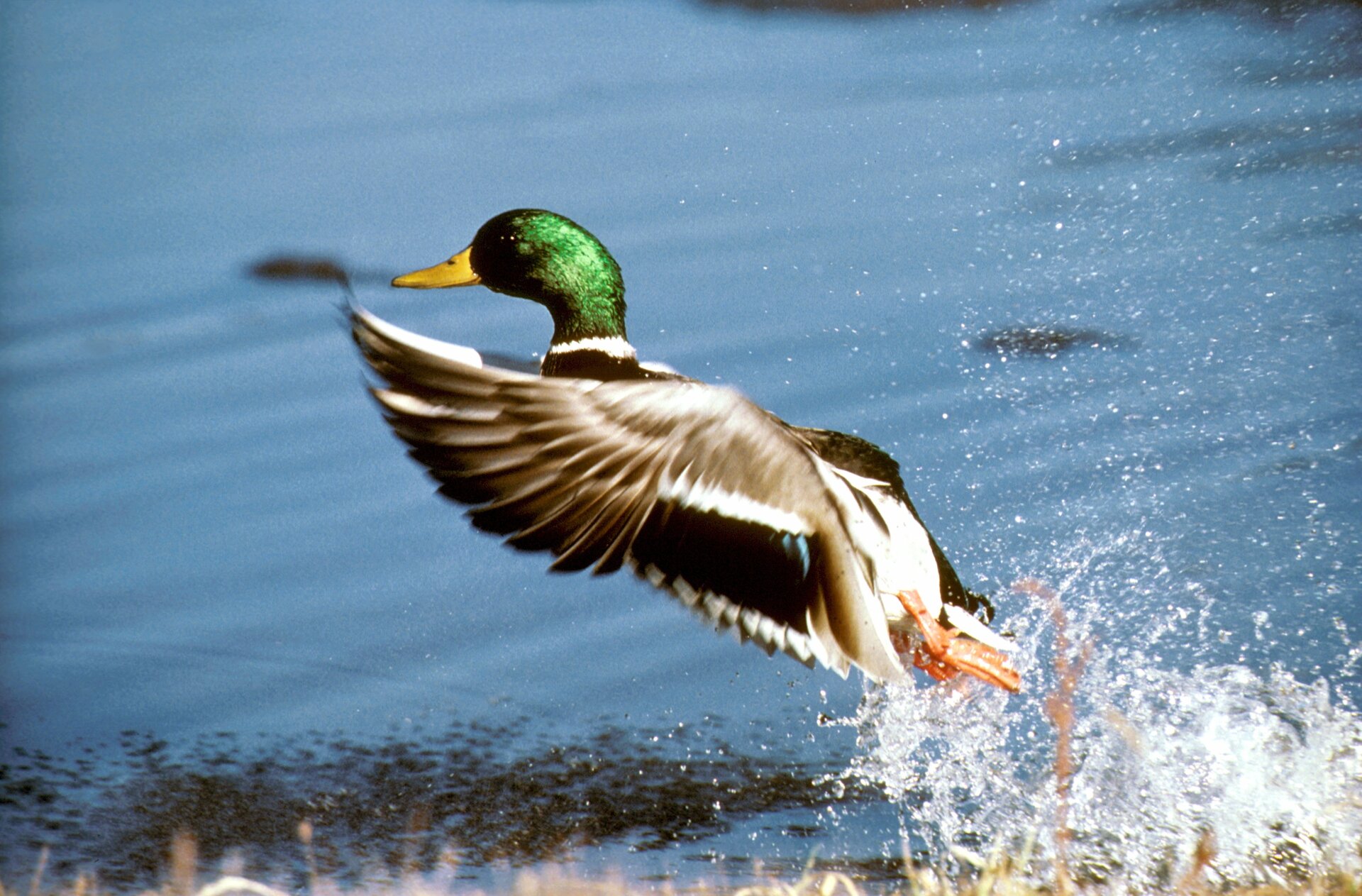 Zdjęcie przedstawia samca kaczki krzyżówki wznoszącego się do lotu. Ptak ma zieloną głowę i brązowo‑biały tułów oraz skrzydła.