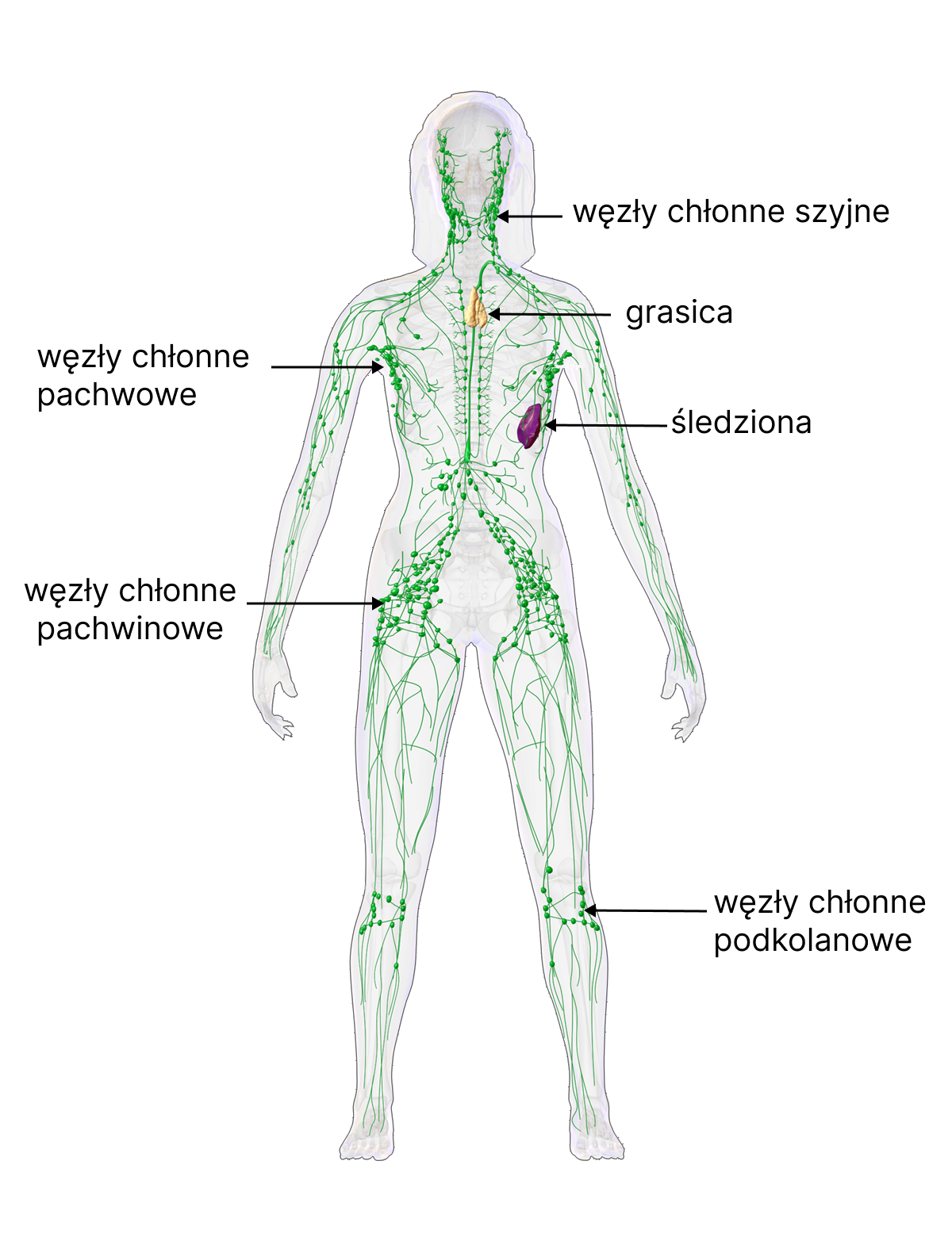 Kliknij, aby powiększyć. Ilustracja przedstawia układ limfatyczny w ciele człowieka. Na szaro zaznaczony kontur ciała człowieka. Na zielono pokazane naczynia limfatyczne przypominające cienkie nitki rozprowadzone po całym ciele. Wśród nich zauważyć można zielone kropki, są to węzły chłonne. Największe skupiska kropek znajdują się przy pachwinach, pod pachami oraz w głowie i szyi. W lewym boku człowieka umiejscowiona jest śledziona, na rysunku zaznaczona na fioletowo. W okolicach mostka, kolorem żółtym narysowana jest grasica.