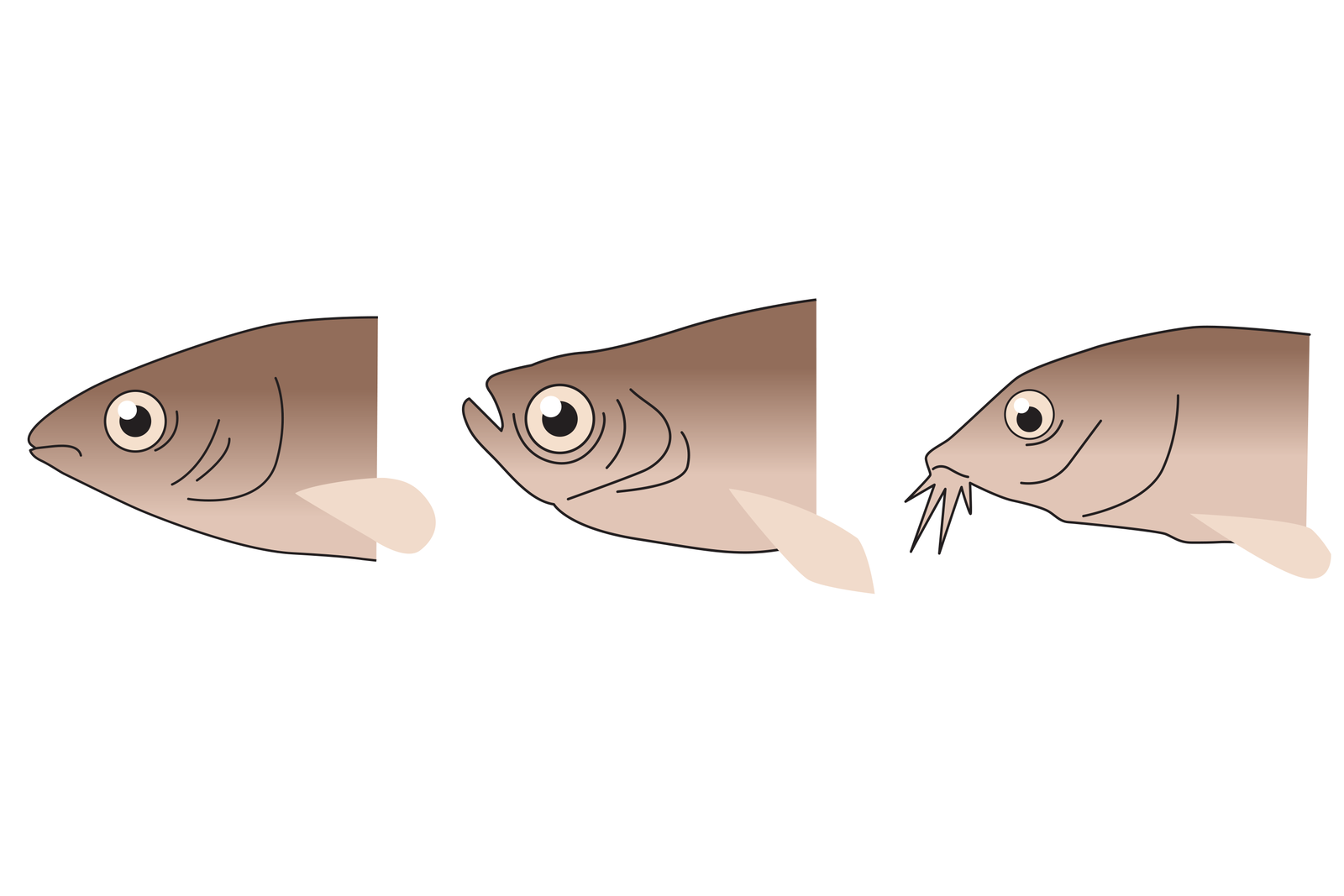 Ilustracja przedstawia w pionie trzy beżowe głowy ryb, skierowane w lewo. Na każdej głowie zaznaczono położenie oka i otworu gębowego. Pierwsza z lewej ryba ma pysk lekko wydłużony, otwór gębowy poziomo w środku pyska. Ryba środkowa ma pysk zaokrąglony, a otwór gębowy skierowany w górę. Ostatnia ryba ma pysk wydłużony, na końcu kilka wyrostków, między nimi otwór gębowy po spodniej stronie.