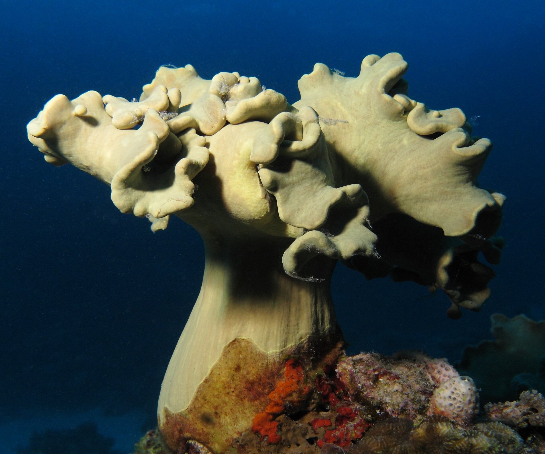Zdjęcie przedstawia gatunek, którego forma przypomina drzewo o grubym pniu z rozłożystą koroną. Jest koloru beżowego.