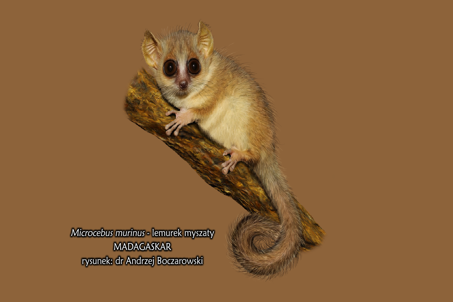 Rysunek lemurka myszatego siedzącego na pniu. Lemurek ma duże oczy, długi, zawinięty na końcu ogon i jasnobrązowe umaszczenie. Na łapkach długie palce. 