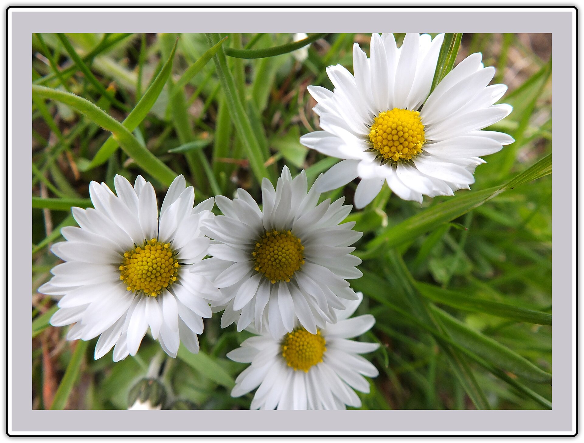 Zdjęcie przedstawiające stokrotki wyrastające z kępki trawy, które zostało otoczone szarą ramką w kolorze jednego z płatków stokrotek.