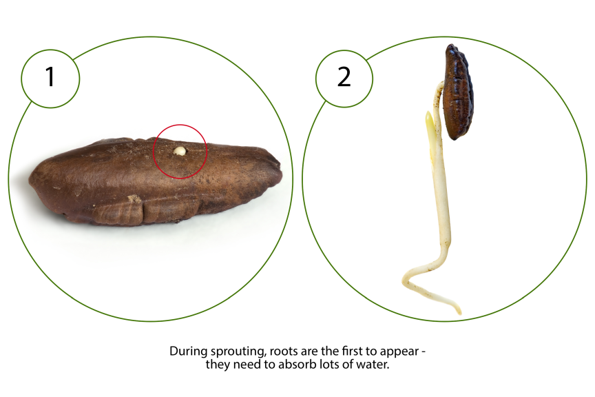 Fotografie przedstawiają brązowe, owalne, nasiono w dwóch fazach kiełkowania. Na fotografii z lewej strony, z pękniętej skorupy nasiona uwidacznia się biały korzeń. Fotografia z prawej strony przedstawia skorupę nasiona z wypuszczonym cienkim, długim białym korzeniem. Pod fotografiami jest podpis: During sprouting, roots are the first to appear- they need to absorb lots of water.