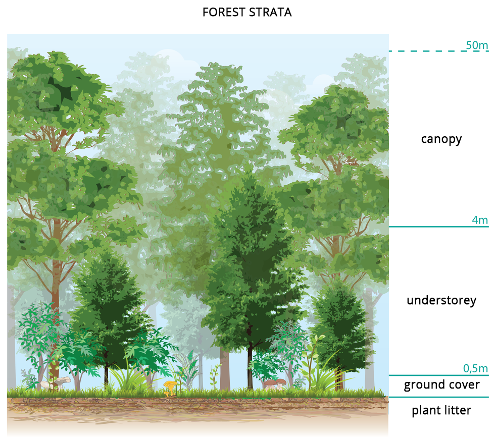 Ilustracja przedstawia piętrową strukturę lasu. Zaznaczono na nich warstwy roślinne takie jak: ściółka (ground cover) do wysokości 0,5 metra, runo leśne (plant litter) do wysokości 0,5 metra, podszyt (understorey) na wysokości od 0,5 metra do 4 metrów oraz korony drzew (canopy) na wysokości od 4 metrów do nawet 50 metrów.
