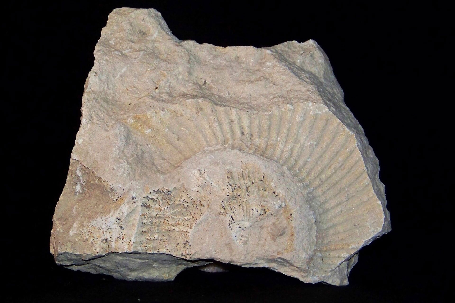 Fotografia przedstawia biały wapień z odciskiem muszli amonita. Fragment skały ma nieregularny kształt naturalnie uformowany przez naturę. Bryła ma ostre krawędzie.