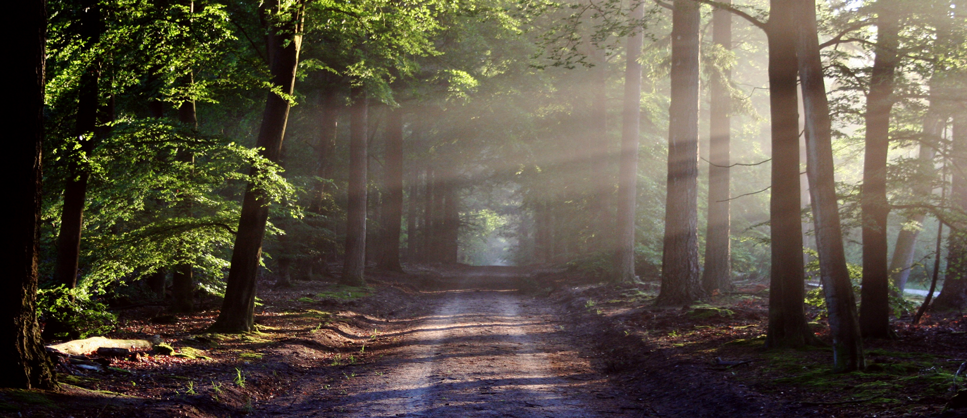 Zdjęcie przedstawia gruntową drogę biegnącą przez las. Po obu jej stronach rosną wysokie drzewa liściaste. Widać ciemne pnie oraz zielone, soczyste listowie. Poprzez konary przebijają promienie słoneczne, oświetlając drogę i gałęzie.