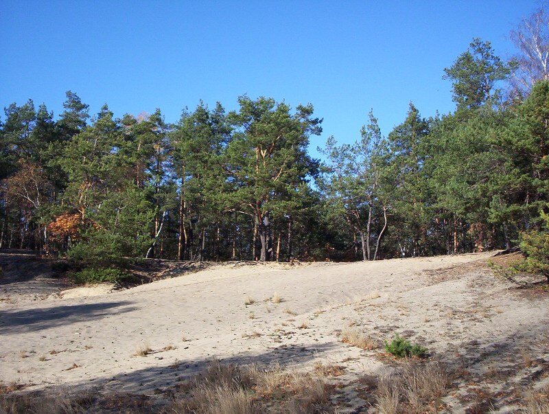 Fotografia przedstawia zespół przyrodniczo‑krajobrazowy Wydmy Międzyborowskie. Na pierwszym planie widać piaszczyste wzgórze pokryte nielicznymi, żółtymi trawami, a na jego wierzchołku rosną gęsto drzewa iglaste.