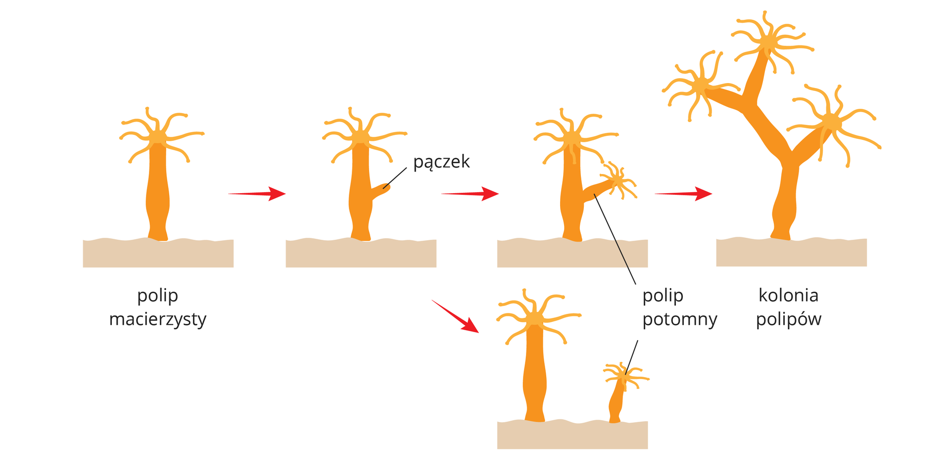 Ilustracja przedstawia sposób rozmnażania polipów, zwany pączkowaniem. Pomarańczowym kolorem oznaczono ciało polipa, bladoróżowym podłoże. Od lewej czerwone strzałki i podpisy wskazują kolejne etapy pączkowania. Pączek może pozostać na polipie macierzystym, jak w górnym rzędzie. Może się też oddzielić od niego i tę sytuację przedstawia obrazek na dole.