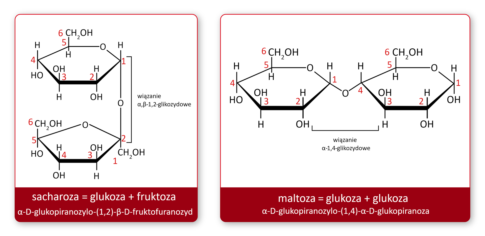 Ilustracja przedstawia przykładowe disacharydy (sacharozę i maltozę). Sacharoza = glukoza + fruktoza, alfa‑D-glukopiranozylo(1,2)-beta‑D-fruktofuranozyd. Wzór: sześcioczłonowy pierścień połączony na dole z pięcioczłonowym pierścieniem. Wiązanie alfa‑beta‑1,2‑glikozydowe łączy te dwa pierścienie. Wiązanie łączy pierwszy atom węgla sześcioczłonowego pierścienia z drugim atomem węgla w pięcioczłonowym pierścieniu. Pomiędzy atomami węgla jest atom tlenu. Drugi wzór: maltoza = glukoza + glukoza, alfa‑D-glukopiranozylo(1,4)-alfa‑D-glukopiranoza. We wzorze wiązanie alfa‑1,4‑glikozydowe występuje pomiędzy dwoma sześcioczłonowymi pierścieniami. Łączy pierwszy atom węgla z pierwszego pierścienia, po lewej stronie wzoru, z czwartym atomem węgla drugiego pierścienia.     
