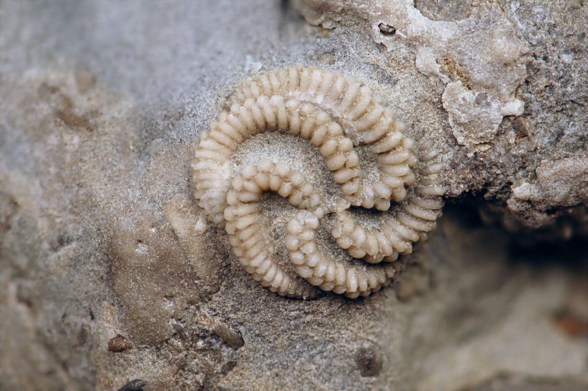 Zdjęcie przedstawia wapienną skamieniałość w postaci zwiniętych sznurków koralików.