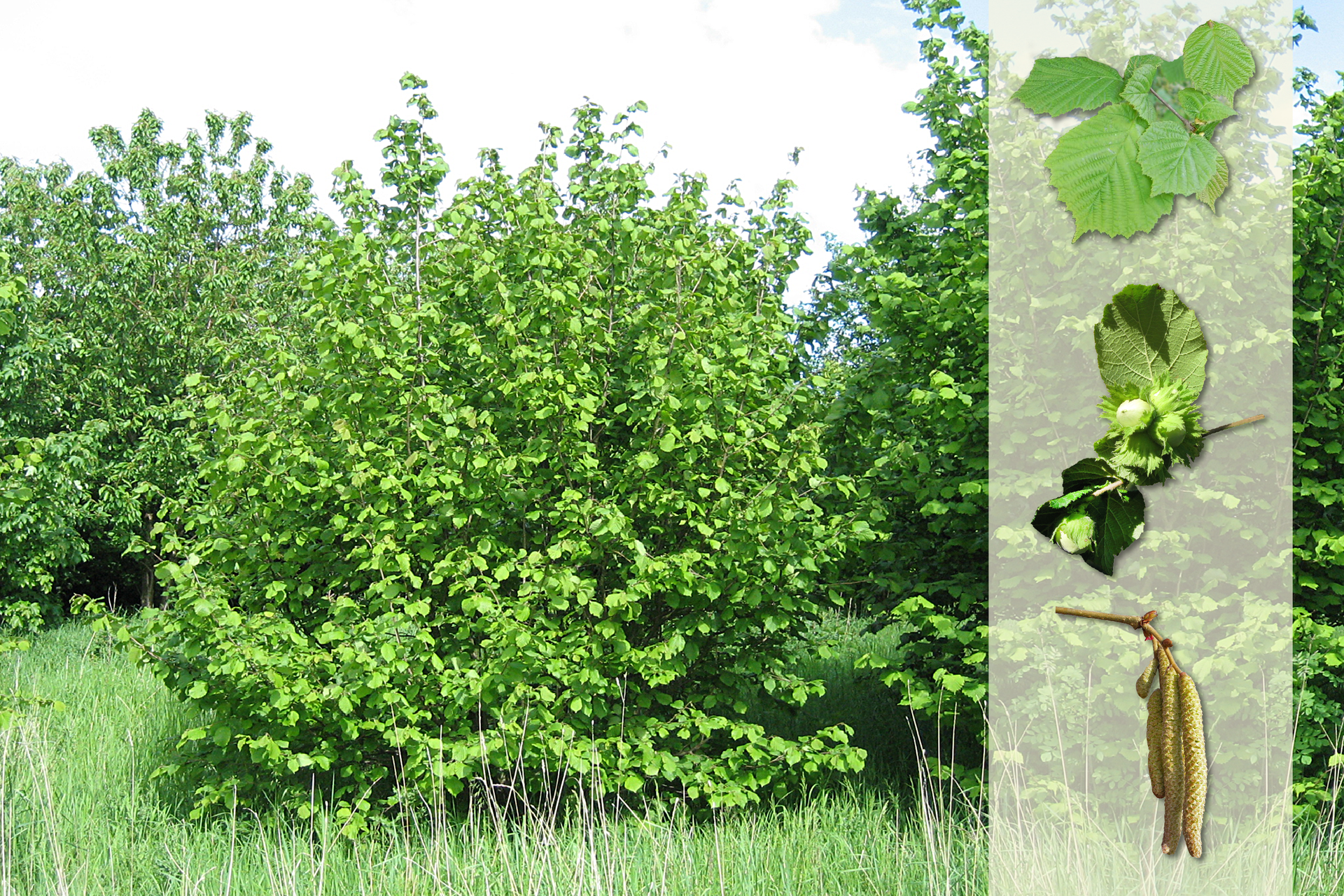 Fotografia przedstawia trzy krzewy leszczyny na łące. Z prawej strony nałożony jaśniejszy pasek z fotografiami. U góry szerokie liście. W środku zielone, niedojrzałe owoce – orzechy laskowe. U dołu gałązka z walcowatymi, brązowymi, zwisającymi kwiatostanami.