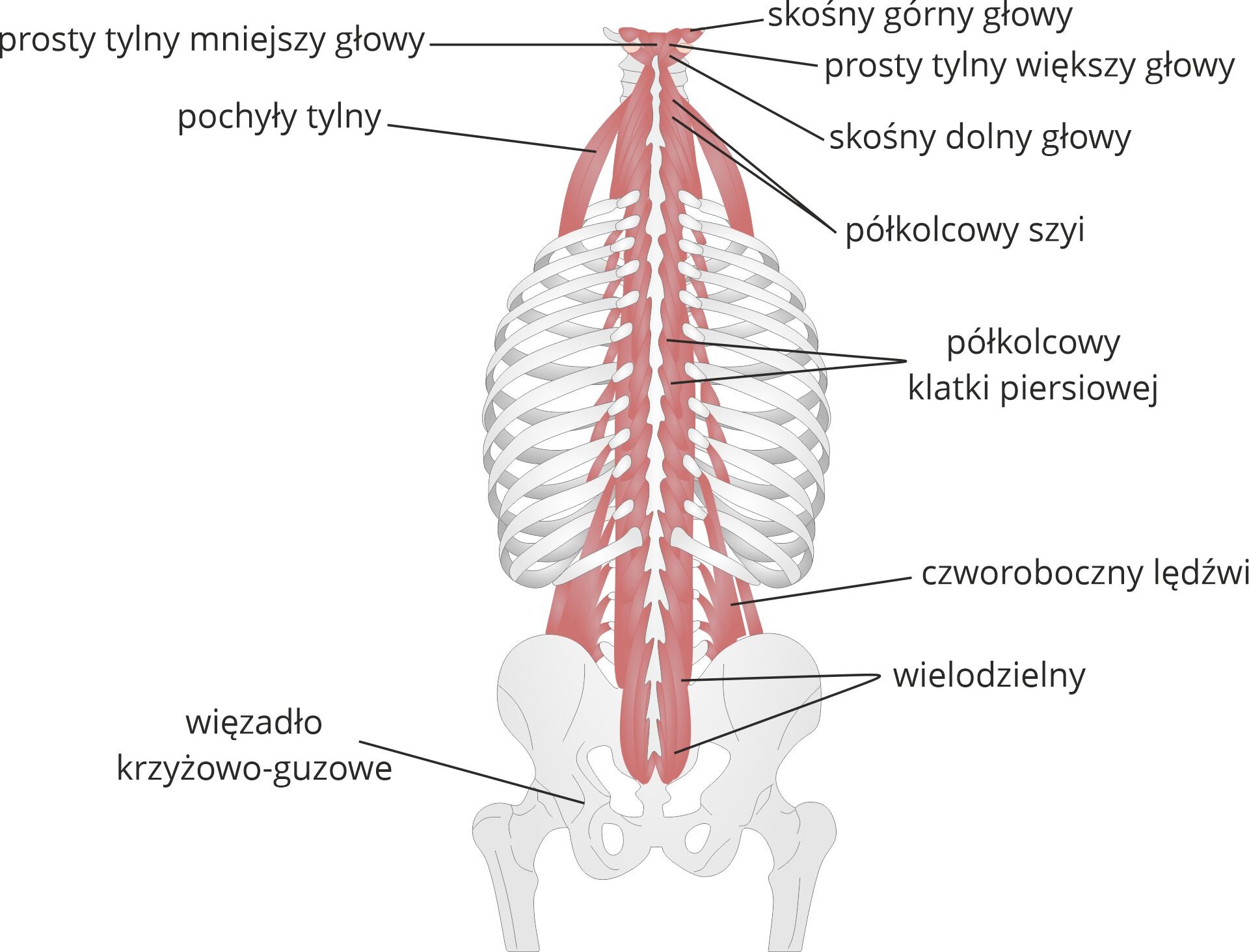 Grafika pod tytułem mięśnie grzbietu warstwa głęboka. Grafika przedstawia warstwę głęboką mięśni grzbietu człowieka, od góry zaznaczono: mięsień skośny górny głowy, prosty tylny mniejszy i większy głowy, skośny dolny głowy, pochylny tylny, półkolcowy szyi, półkolcowy klatki piersiowej, czworoboczny lędźwi, wielodzielny i więzadło krzyżowo‑guzowe.