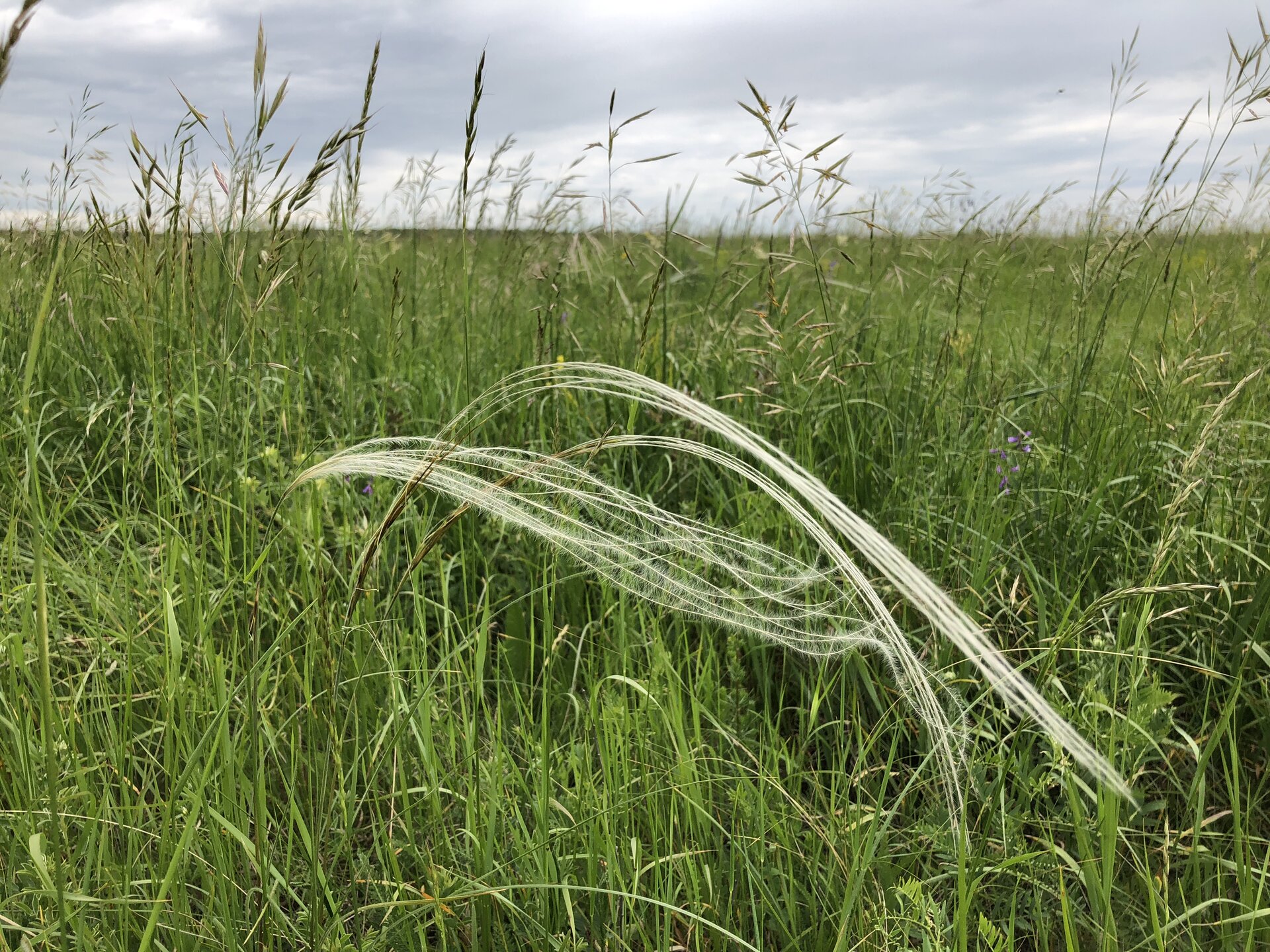 Na zdjęciu zbliżenie na wysokie trawy. W centralnej części dwa kłosy trawy przypominające pasmo blond włosów.