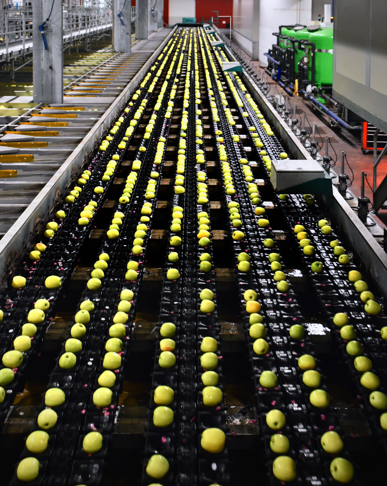 Zdjęcie przedstawia taśmociąg, na którym transportowane są jabłka. 