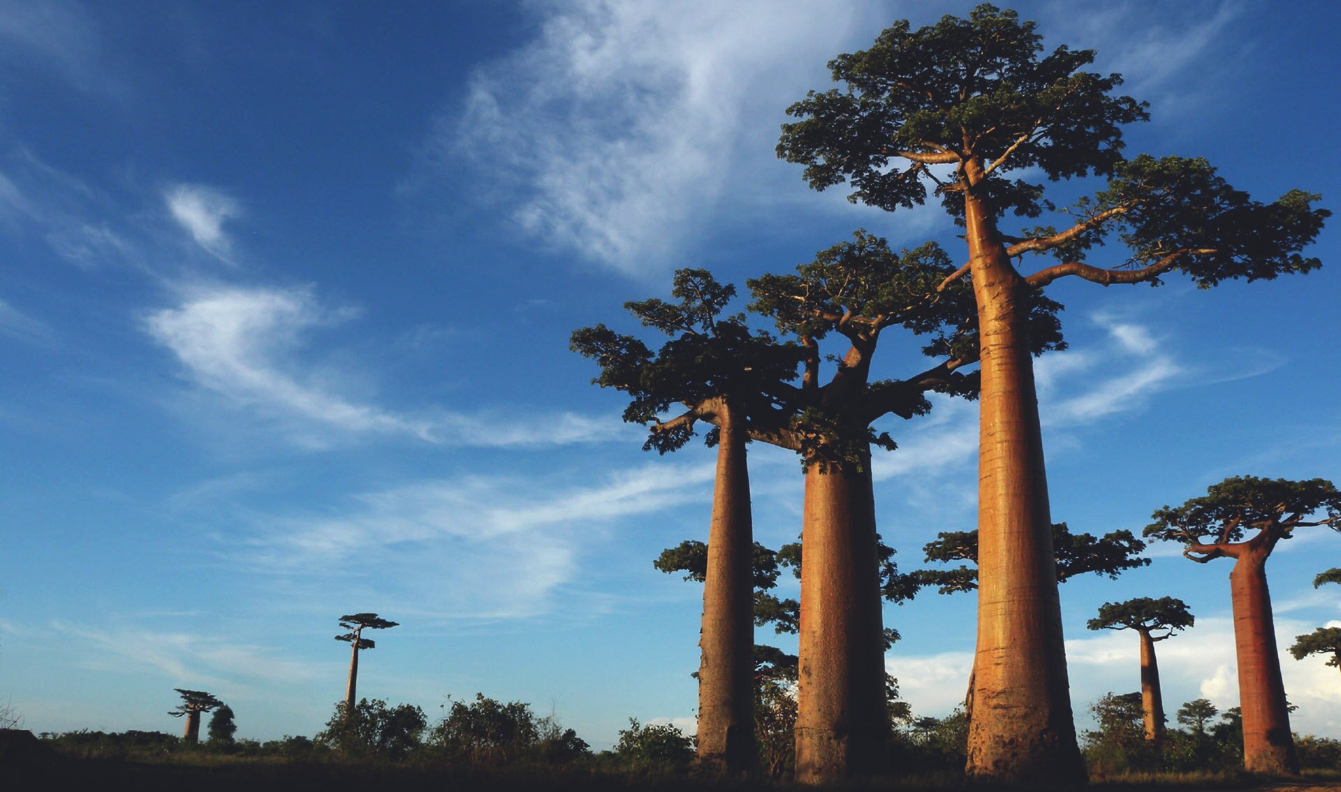 Baobaby Baobaby Źródło: licencja: CC 0.