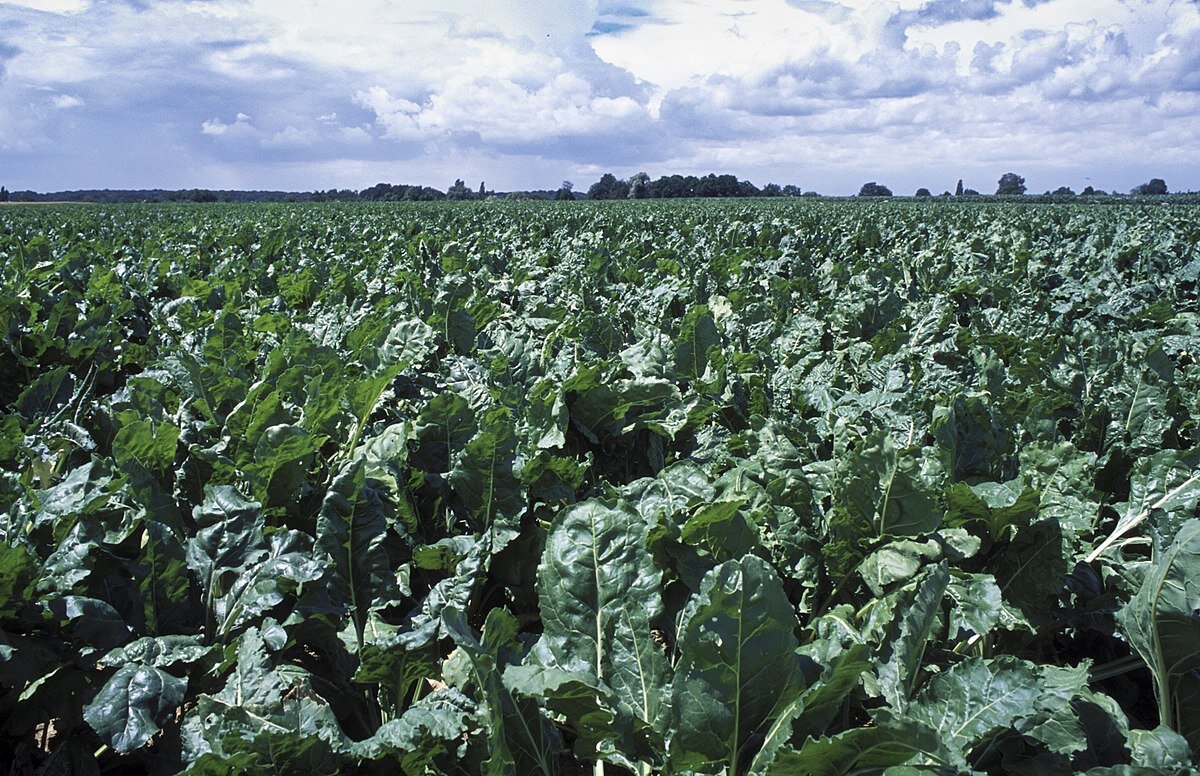 Zdjęcie przedstawia pole, które porastają buraki pastewne. Częścią wyrastającą ponad powierzchnię ziemi są owalne i szerokie liście, o lekko postrzępionych brzegach. Liście mają ciemnozielony kolor.