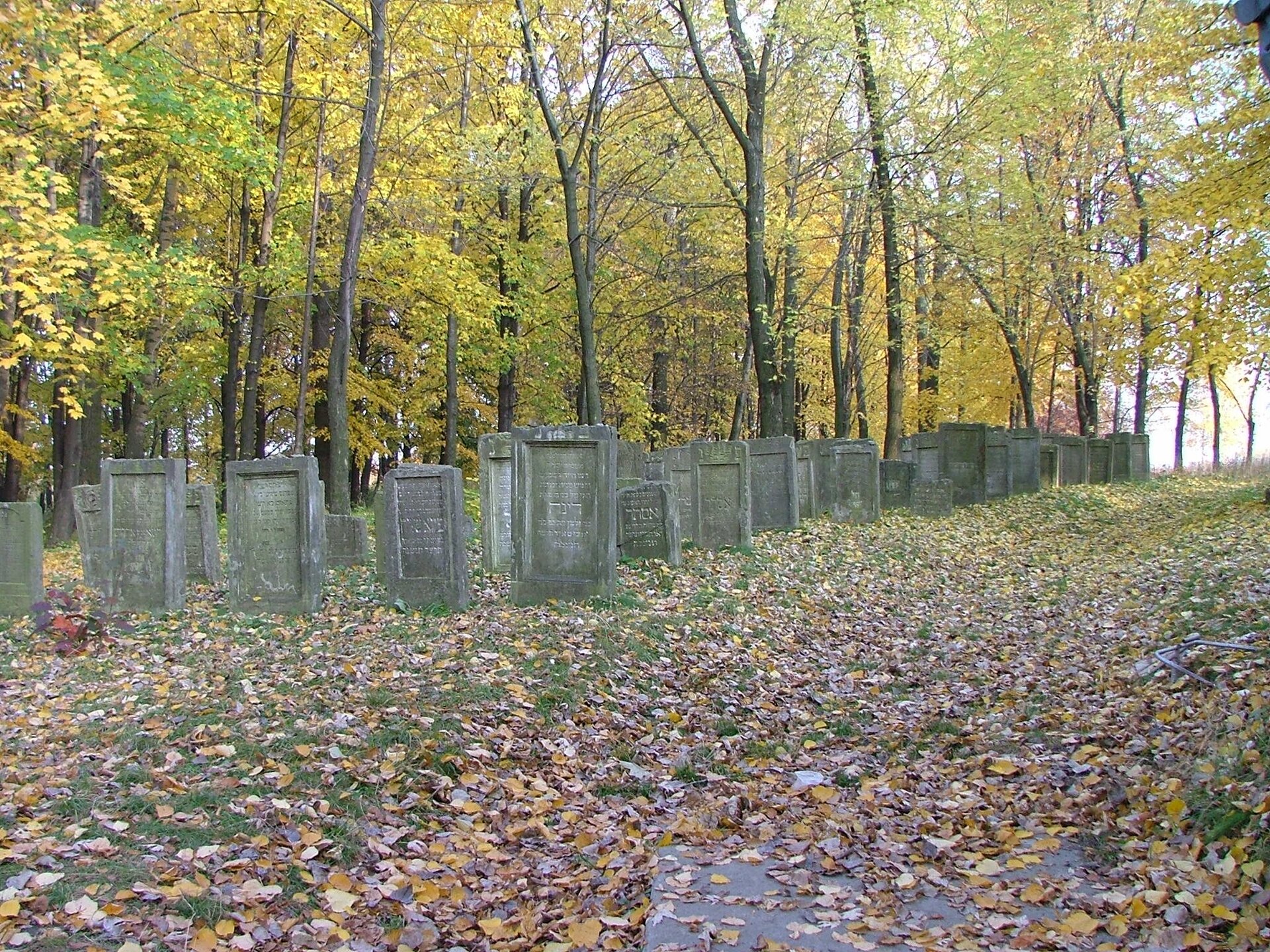 Zdjęcie przedstawia fragment cmentarza żydowskiego. Kamienne nagrobki ustawione są w szeregach. Na ich powierzchni wyryte są napisy w języku hebrajskim. Wokół nagrobków leżą liście. W tle rosną drzewa. 