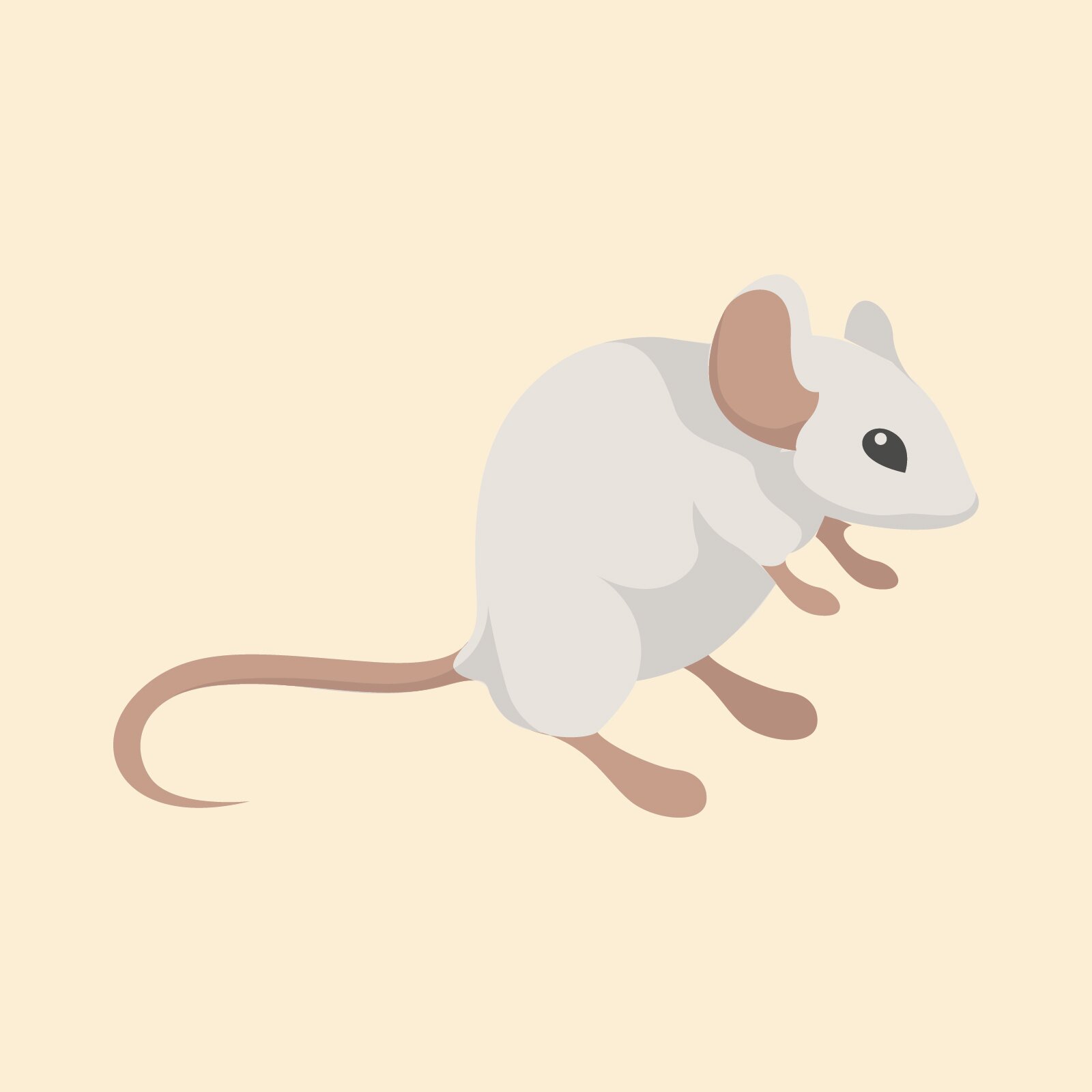 Ilustracja przedstawia białego szczurka.
