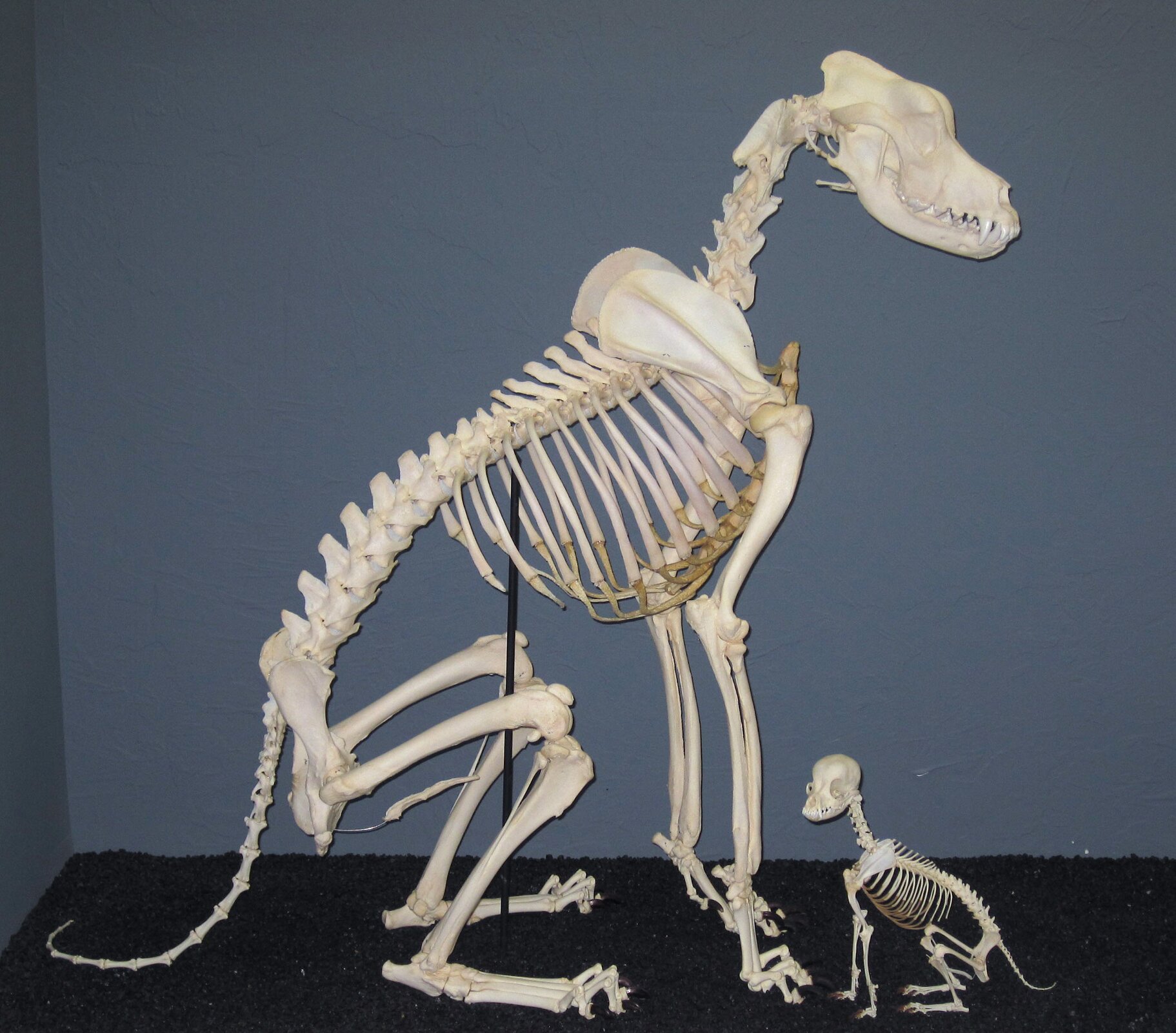 Na zdjęciu widać dwa szkielety psów. Szkielety zbudowane z białych kości. Po lewej szkielet największego psa. To dog. Szkielet przedstawiony bokiem. Czaszka skierowana w prawo. Na prawo od szkieletu doga mały szkielet psa chihuahua. Szkielet małego psa jest kilkakrotnie mniejszy od szkieletu doga. Chihuahua w pozycji siedzącej. Czaszka skierowana w lewo.