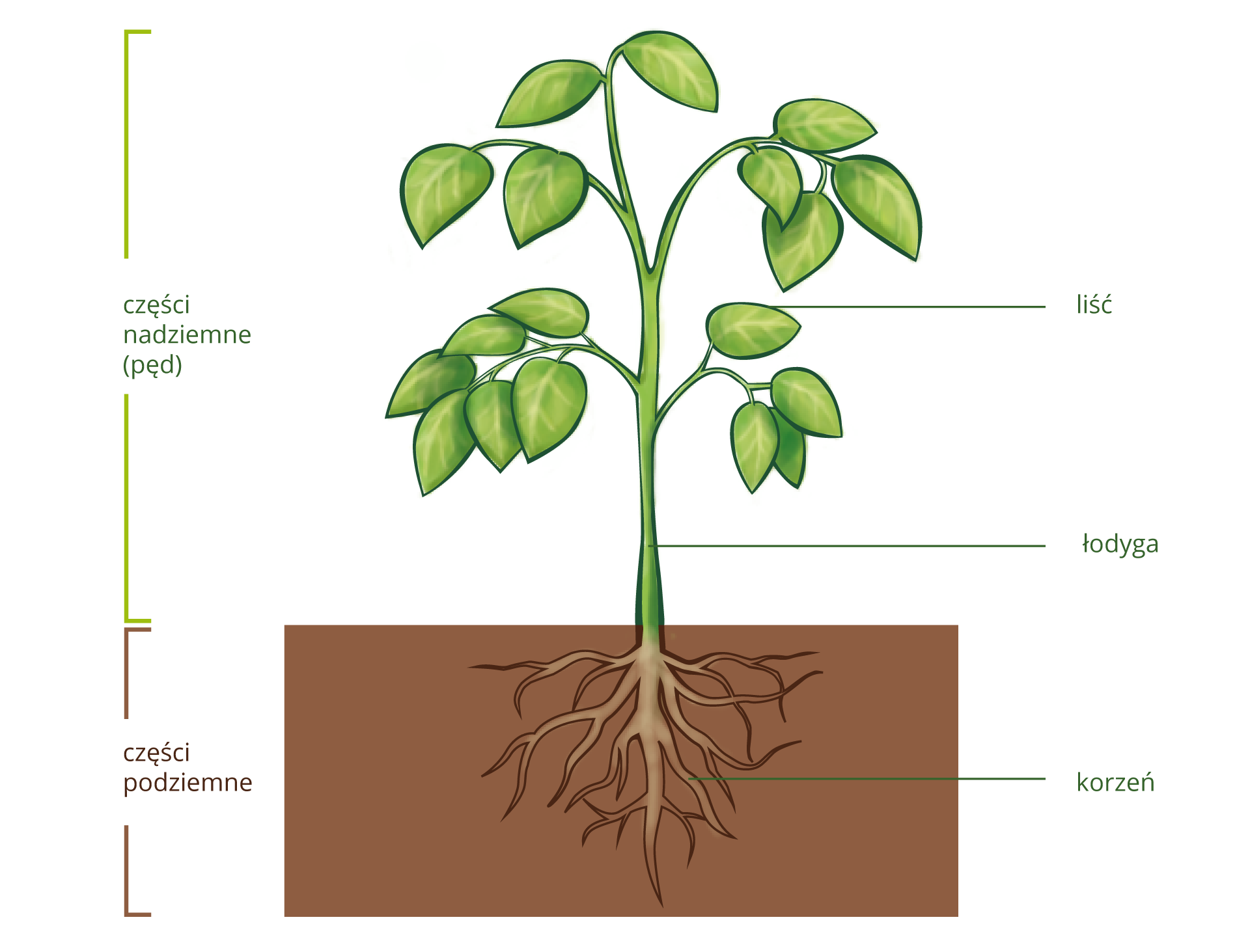 Rysunek przedstawia roślinę wraz z przekrojem przez glebę w celu ukazania korzeni. Na rysunku znajdują się wskazania na zieloną, podłużną łodygę orasz szerokie liście, czyli część nadziemną (pęd) i brązowy, rozłożysty korzeń, czyli część nadziemną.