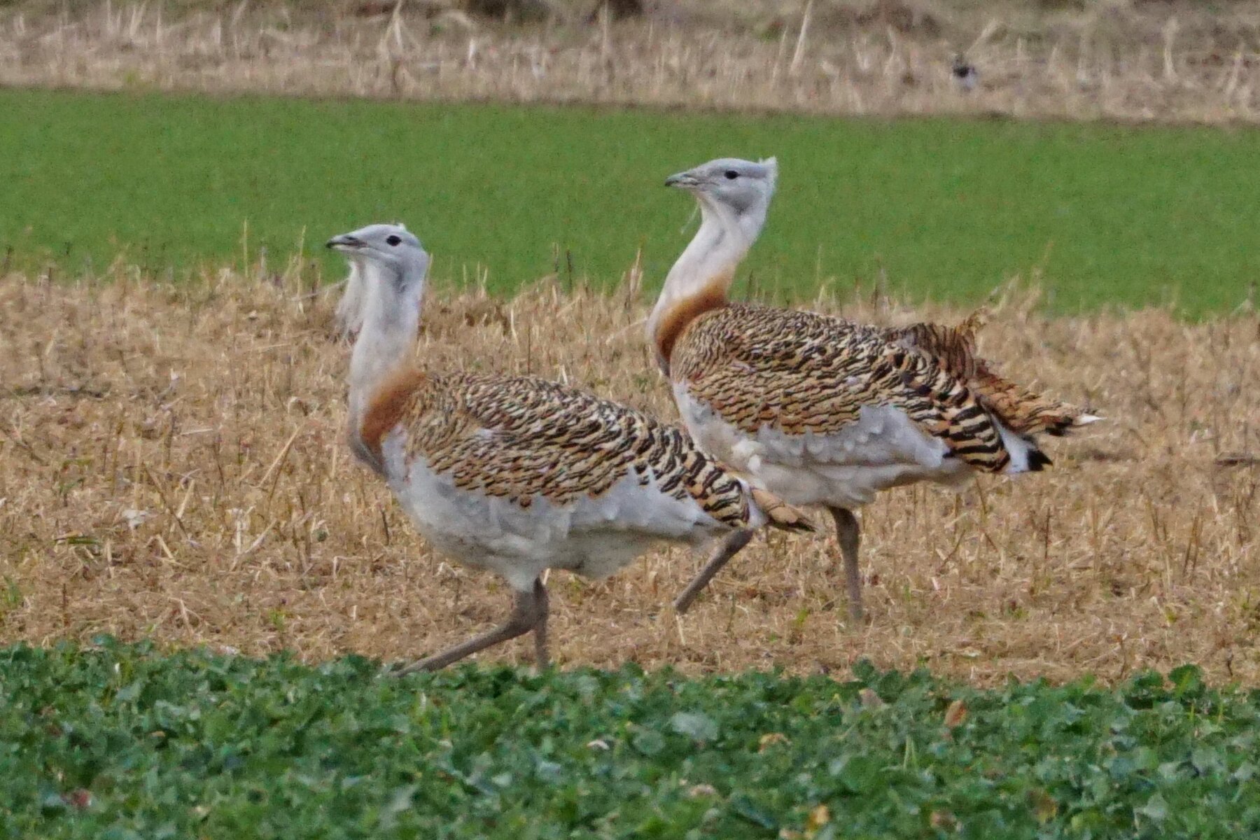Na zdjęciu widoczne są dwa ptaki kroczące po polu. To dropy zwyczajne. Ich głowy, szyje oraz brzuchy są szare. Na grzbiecie upierzenie jest prążkowane, brązowo‑czarne.
