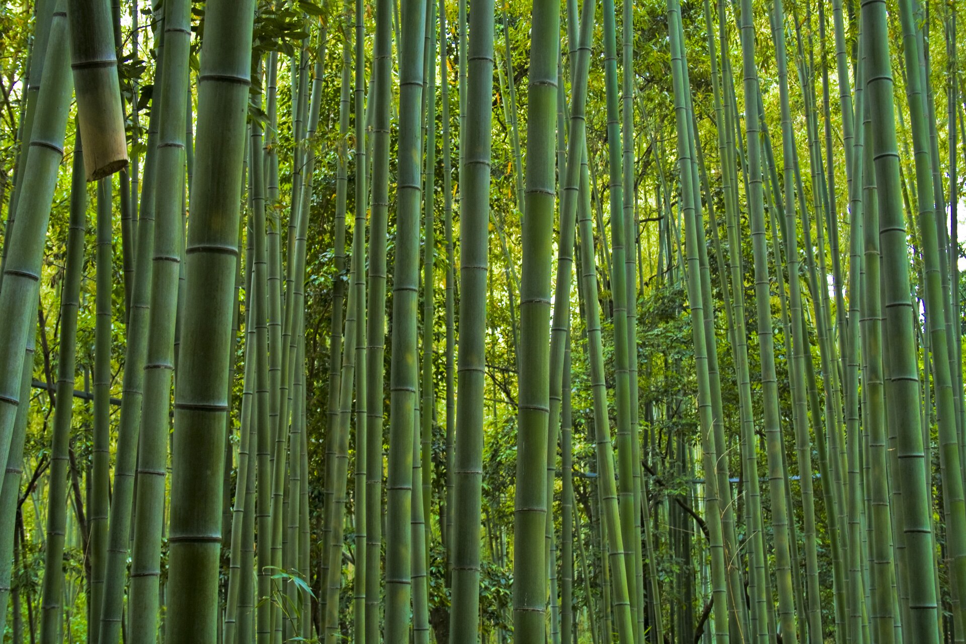 Fotografia przedstawia wnętrze zarośli bambusowych. Wiele zielonych, cienkich łodyg rośnie gęsto obok siebie. W tle zielono – żółte bambusy z liśćmi.