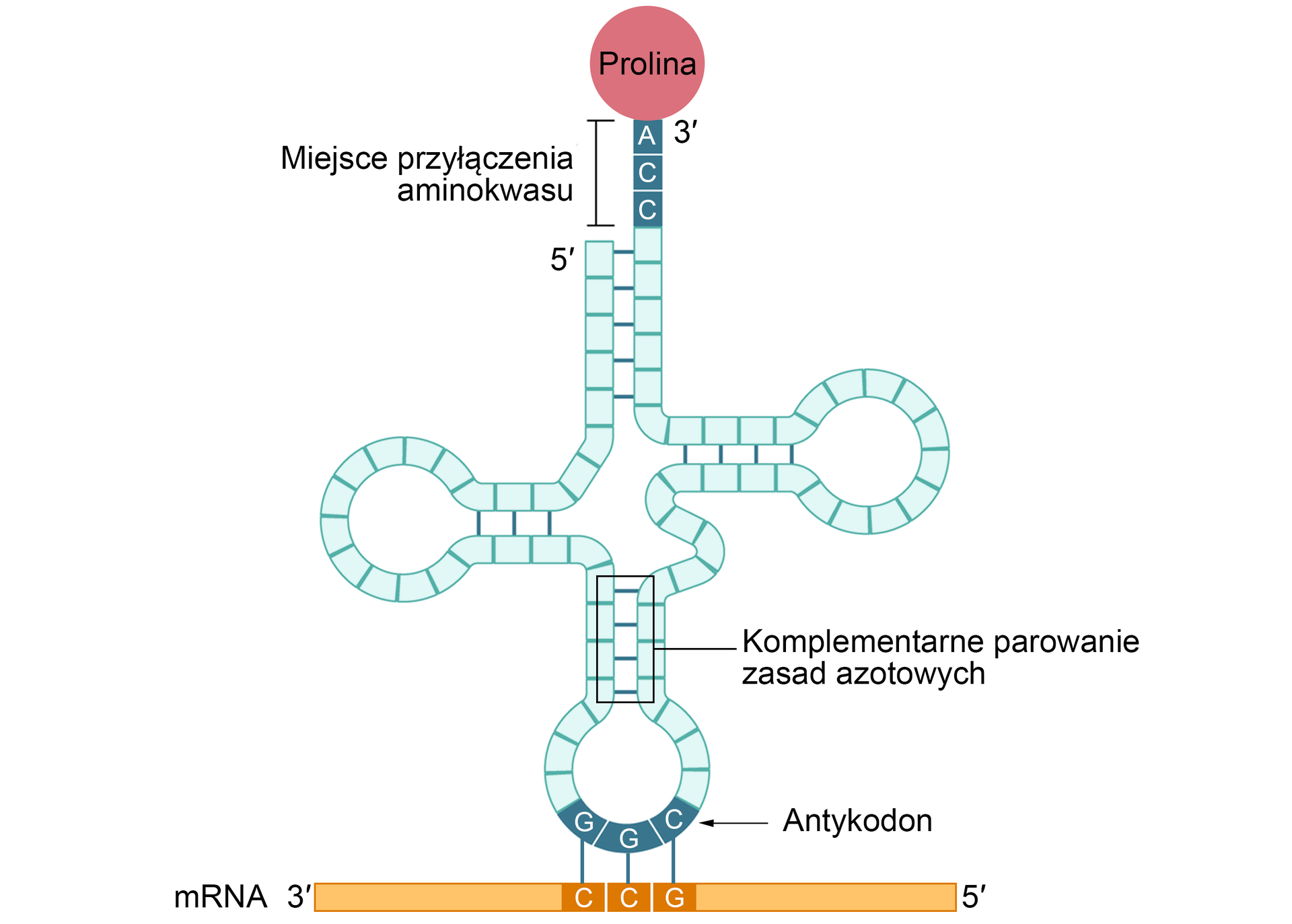 Ilustracja przedstawia model drugorzędowej struktury tRNA z dołączonym aminokwasem. Powstanie fragmentów dwuniciowych powoduje, że pozostałe jednoniciowe odcinki RNA przybierają postać pętli - całość przypomina liść koniczyny. W górnej części schematu jest koło z napisem prolina. Jest ono zwieńczeniem odcinka nici z literami w dół kolejno A C C. Nie mają one pary naprzeciwko siebie - brak części nici opisano jako miejsce przyłączenia aminokwasu. Przy literze A w sekwencji A C C jest liczba trzy prim. Poniżej miejsca przyłączania aminokwasu jest nić RNA i cyfra 5 prim. W dolnej części struktury zaznaczono miejsce prostopadle do siebie biegnących odcinków z parami zasad - to komplementarne parowanie zasad azotowych. W dolne pętli tRNA odcinki opisano literami G G G. To antykodon. Pod pętlą poziomo znajduje się nić mRNA. W jej środkowej części są litery C C G, od G G G w antykodonie poprowadzono pionowe kreski do C C G w mRNA, biegnącego od końca trzy prim do pięć prim (od lewej strony do prawej).    