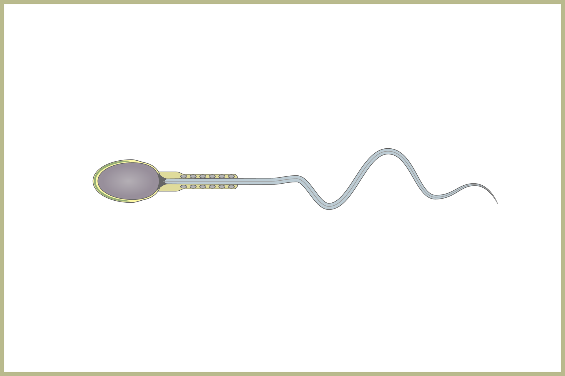 Ilustracja przedstawia plemnik człowieka. Ma on wydłużony kształt. Jajowata główka po lewej stronie przechodzi w cieńszą szyjkę i wstawkę z licznymi mitochondriami. W prawo ciągnie się długa witka.