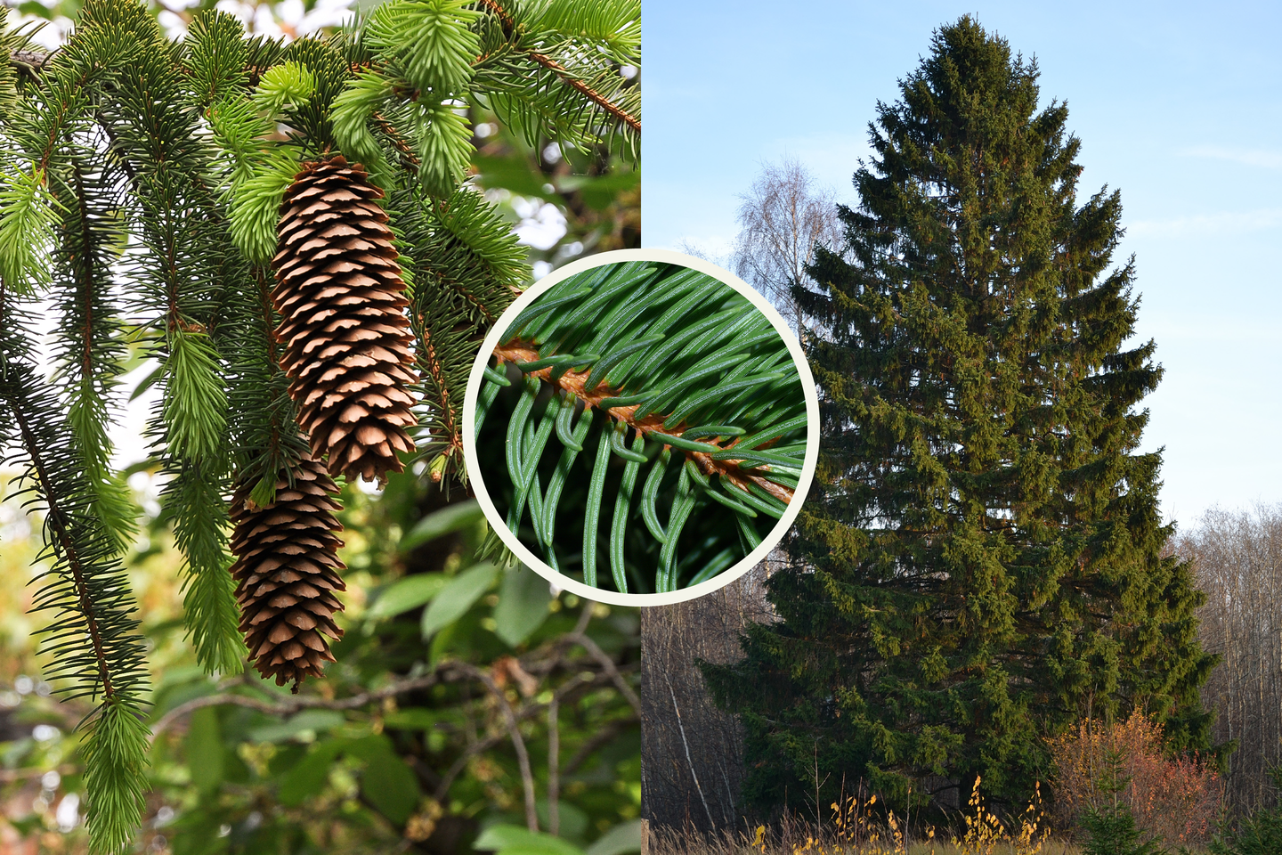 Grafika przedstawia kolaż z trzech zdjęć. Na fotografii po lewej stronie widoczne jest kilka gałęzi świerka pospolitego z pojedynczymi igłami. Zwisają z niej dwie długie, brązowe szyszki. Druga fotografia przedstawia przedstawia pojedyncze drzewo na tle innych drzew. W centrum znajduje się zbliżenie pędu świerka: brązowa gałązka i gęsto utkane zielone igły.