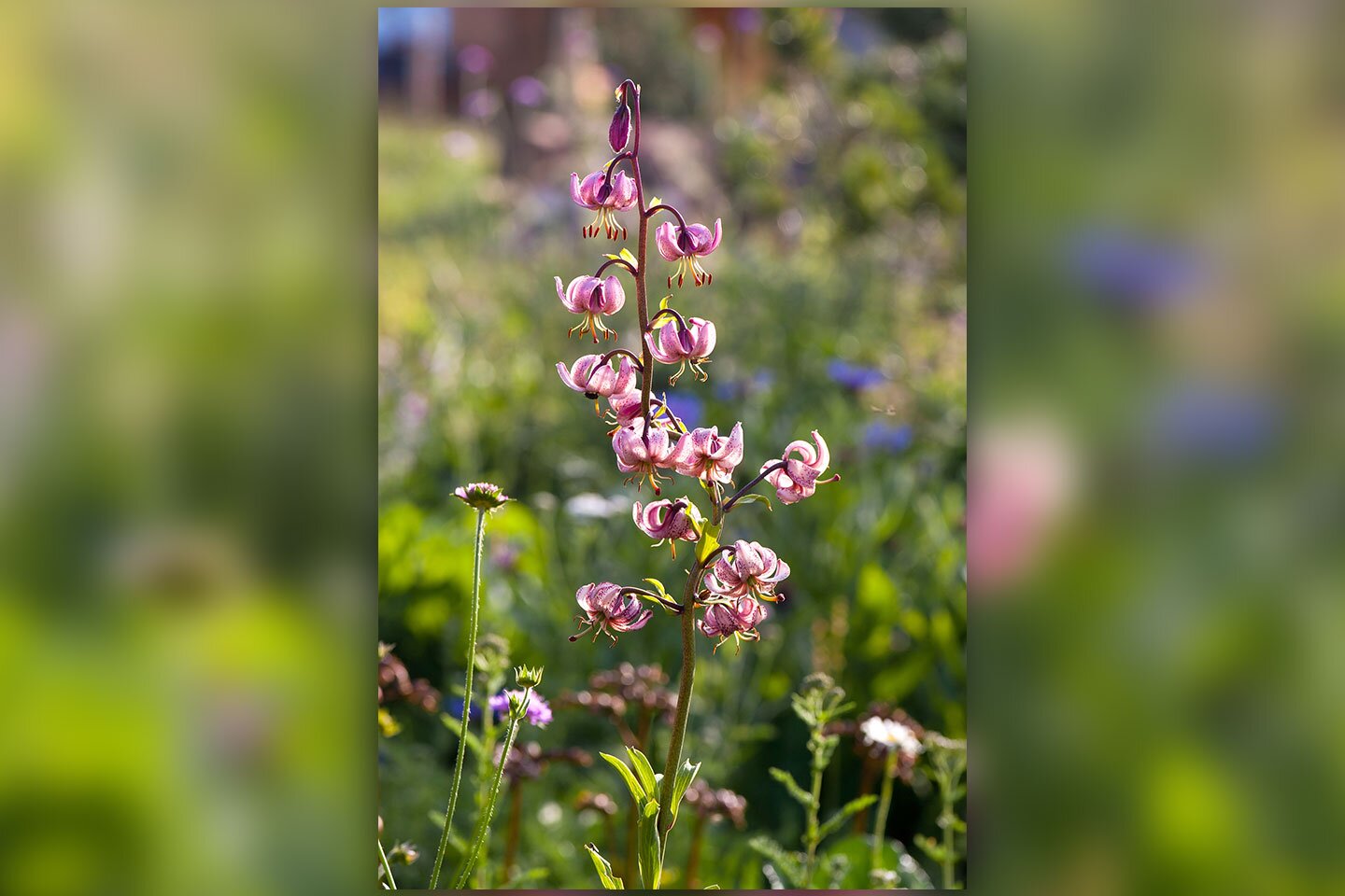Fotografia prezentuje fioletowy kwiatostan lilii złotogłów na tle łąki. Na jednej łodydze szypułki i na nich kwiaty. Kwiaty mają płatki wywinięte do góry, więc pręciki i słupki są na zewnątrz. 