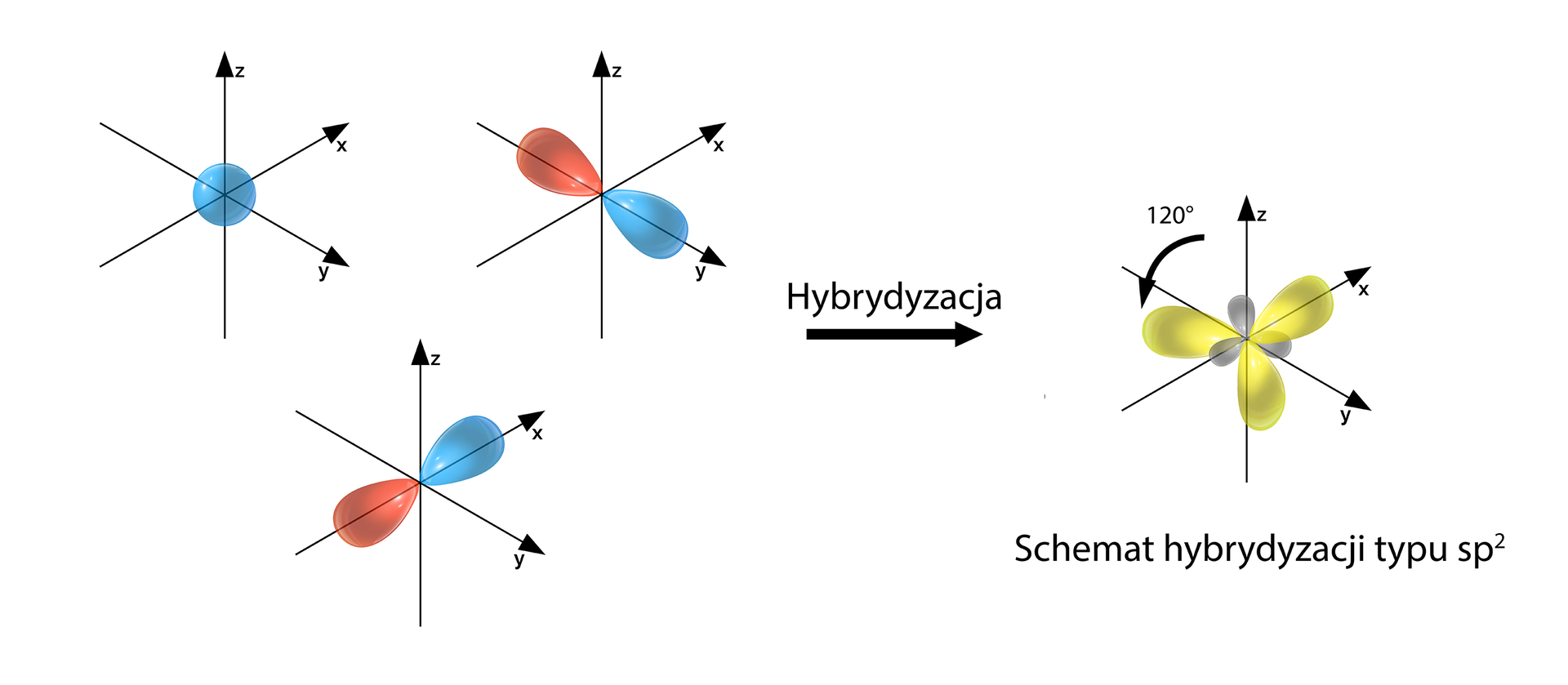 Schemat hybrydyzacji typu sp2 powstałej na skutek wymieszania się orbitali: jednego typu s i dwóch typu p. Po lewej stronie znajdują się trzy trójwymiarowe układy współrzędnych. W pierwszym orbital s, a w dwóch pozostałych po jednym orbitalu p. Za nimi na środku strzałka w prawo opisana "hybrydyzacja". Za strzałką po prawej stronie również znajduje się trójwymiarowy układ, w którym przedstawiono trzy orbitale zhybrydyzowane typu sp2. Wszystkie trójwymiarowe układy współrzędnych przedstawiono z zaznaczonymi osiami x, &lt;math aria‑label="igrek"&gt;y, &lt;math aria‑label="zet"&gt;z. Oś &lt;math aria‑label="zet"&gt;z jest pionowa i skierowana do góry, dwie pozostałe znajdują się w poziomie, przy czym oś x skierowana jest po skosie w prawo za płaszczyznę monitora, a oś &lt;math aria‑label="igrek"&gt;y po skosie w prawo przed płaszczyznę monitora. Pomiędzy osiami x &lt;math aria‑label="igrek"&gt;y występuje kąt prosty, podobnie pomiędzy osiami x &lt;math aria‑label="zet"&gt;z oraz &lt;math aria‑label="igrek"&gt;y &lt;math aria‑label="zet"&gt;z. W pierwszym układzie przedstawiono orbital s. Stanowi go kulista przestrzeń. Kula ma początek w układzie współrzędnych, ale nie należy do niego, stąd użycie pojęcia kulista przestrzeń. W drugim układzie znajduje się orbital px, który to rozmieszczony jest wzdłuż osi x. Składa się on z dwóch symetrycznych lobów. Razem tworzą one strukturę przestrzenną przypominającą trójwymiarową obracającą się wokół osi ósemkę. Jeden lob zaznaczony jest na czerwono i znajduje się on po stronie wartości ujemnych, a drugi na niebiesko i znajduje się on po stronie wartości dodatnich. Początek układu współrzędnych nie należy do funkcji. W kolejnym układzie znajduje się orbital&lt;math aria‑label="p indeks dolny igrek koniec indeksu"&gt;py, który to rozmieszczony jest wzdłuż osi &lt;math aria‑label="igrek"&gt;y. Składa się z dwóch symetrycznych lobów. Razem tworzą one strukturę przestrzenną przypominającą trójwymiarową obracającą się wokół osi ósemkę. Ponownie jeden lob zaznaczony jest na czerwono, a drugi na niebiesko.   W ostatnim układzie za strzałką przedstawione są trzy zhybrydyzowane orbitale sp2. Powstałe orbitale stanowią każdy jeden duży i jeden mały lob, odchodzące od początku układu współrzędnych. Loby te zorientowane są w płaszczyźnie x &lt;math aria‑label="igrek"&gt;y. Pierwszy orbital rozmieszony jest wzdłuż osi x, przy czym duży lob po stronie wartości dodatnich na osi x, a mały po stronie ujemnych. Pozostałe dwa duże loby zlokalizowane są odpowiednio w trzeciej i czwartej ćwiartce wspomnianej płaszczyzny wyznaczonej przez osie x &lt;math aria‑label="igrek"&gt;y. Z kolei małe loby znajdują się w pierwszej i w drugiej ćwiartce. Pomiędzy orbitalami występują kąty wynoszące sto dwadzieścia stopni.