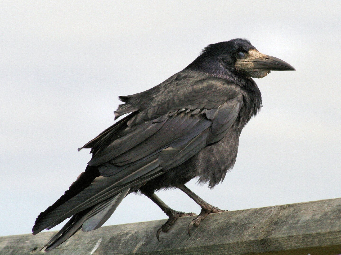 Fotografia przedstawia gawrona siedzącego na drewnianej belce. Ptak patrzy w prawą stronę.  Ciało ptaka jest duże, krępe zakończone długim opierzonym ogonem. Głowa mała, zakończona długim i grubym dziobem z czarną dziurką. Oczy małe, okrągłe. Nogi gawrona są cienkie, zakończone pazurami. Ciało gęsto opierzone długimi i grubymi piórami.