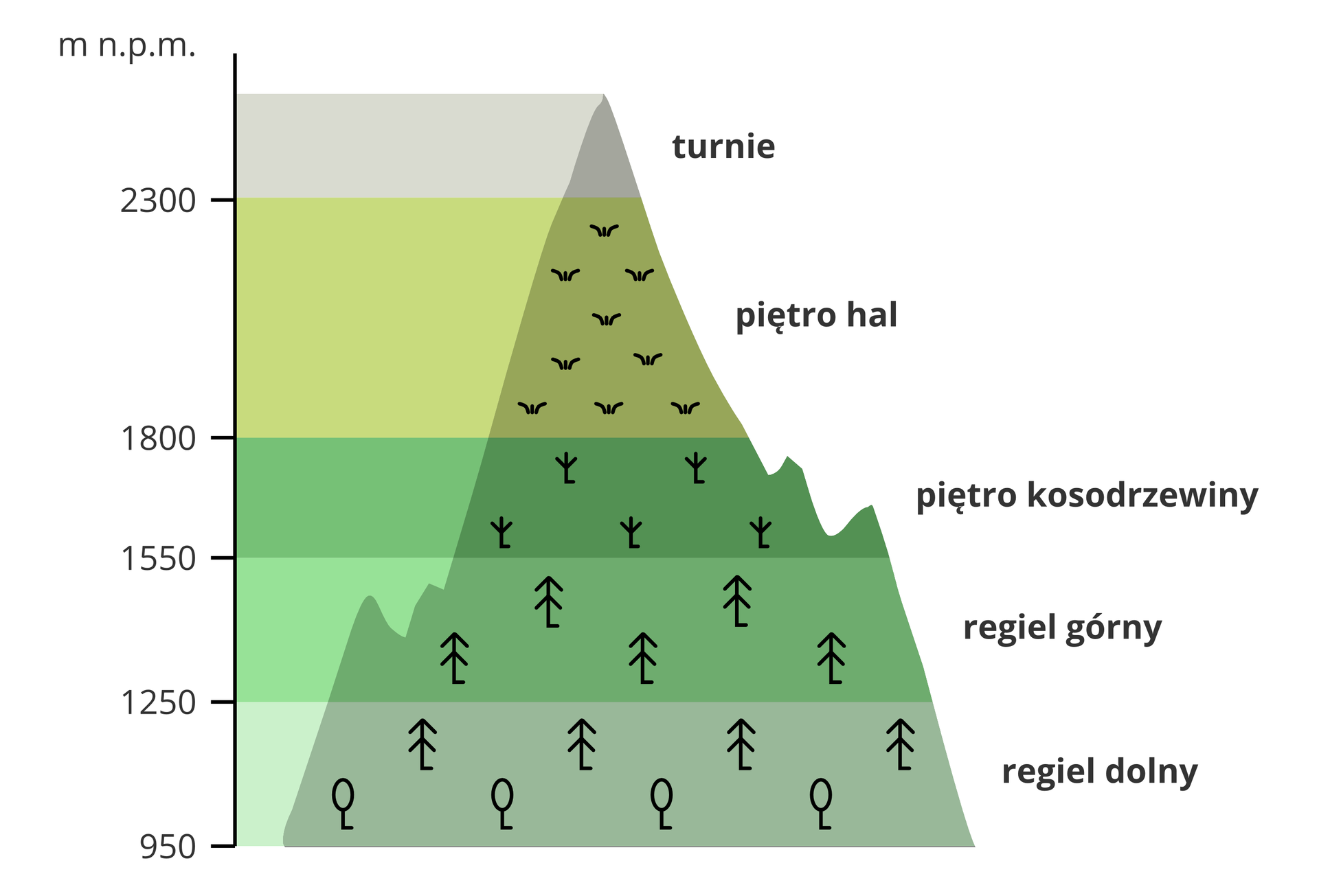 Ilustracja przedstawia schemat układu roślin w Tatrach na różnych wysokościach. Po lewej stronie schematu pionowa oś liczbowa. Oś wskazuje wysokość pięter w metrach nad poziomem morza. Piętra to poziome pasy w odcieniach zieleni. Najniższe piętro na wysokości dziewięćset pięćdziesiąt metrów to regiel dolny. Piktogramy lasów liściastych i iglastych. Drugie piętro na wysokości tysiąc dwieście pięćdziesiąt metrów. To regiel górny. Piktogramy lasów iglastych. Trzecie piętro kosodrzewiny na wysokości tysiąc pięćset pięćdziesiąt metrów. Na piętrze piktogramy małych krzewów. Czwarte piętro hal od wysokości tysiąc osiemset metrów. Ostatnie piętro to turnie powyżej dwóch tysięcy trzystu metrów.