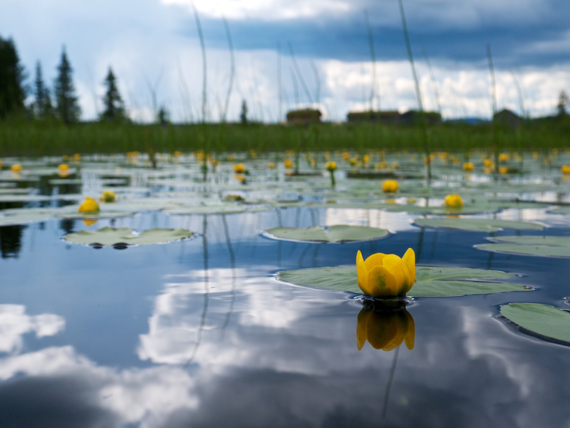 Fotografia prezentuje taflę jeziora, na której pływają żółte kwiaty grążela oraz ich okrągłe liście.